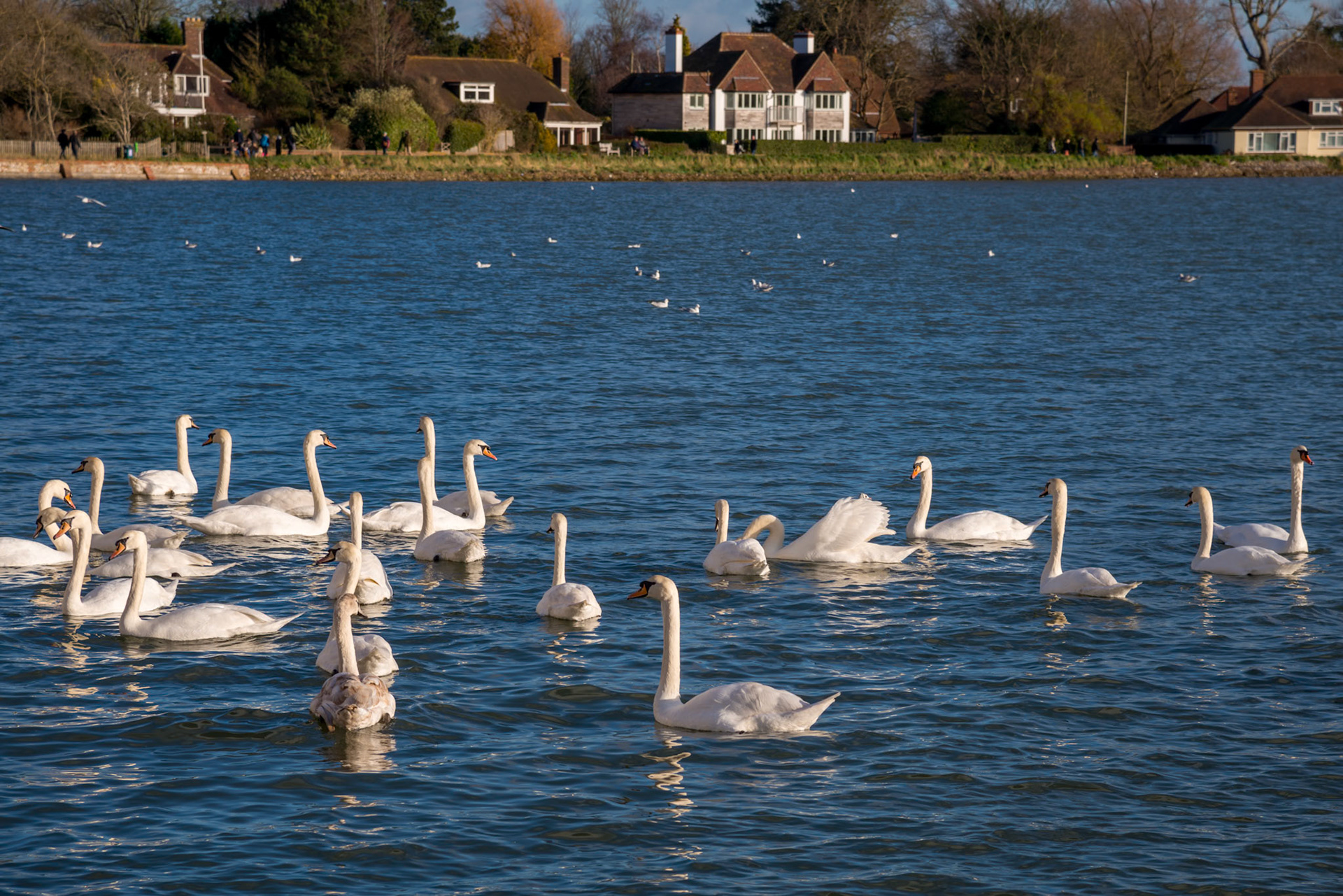 BOSHAM, WEST SUSSEX/UK - January 1 : A Gathering of Mute Swans at Bosham West Sussex on January 1, 2013. Unidentified people