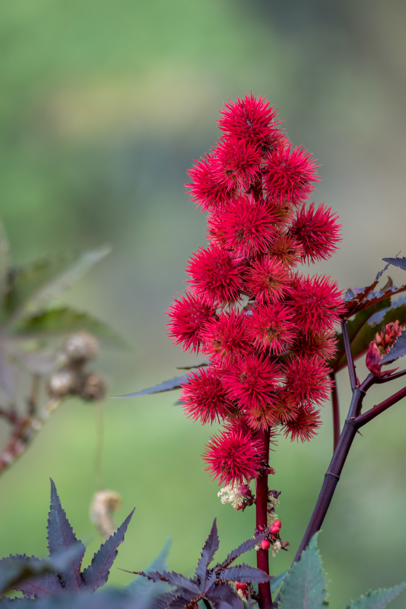 Castor Bean Plant (Ricinus communis) with purple foliage