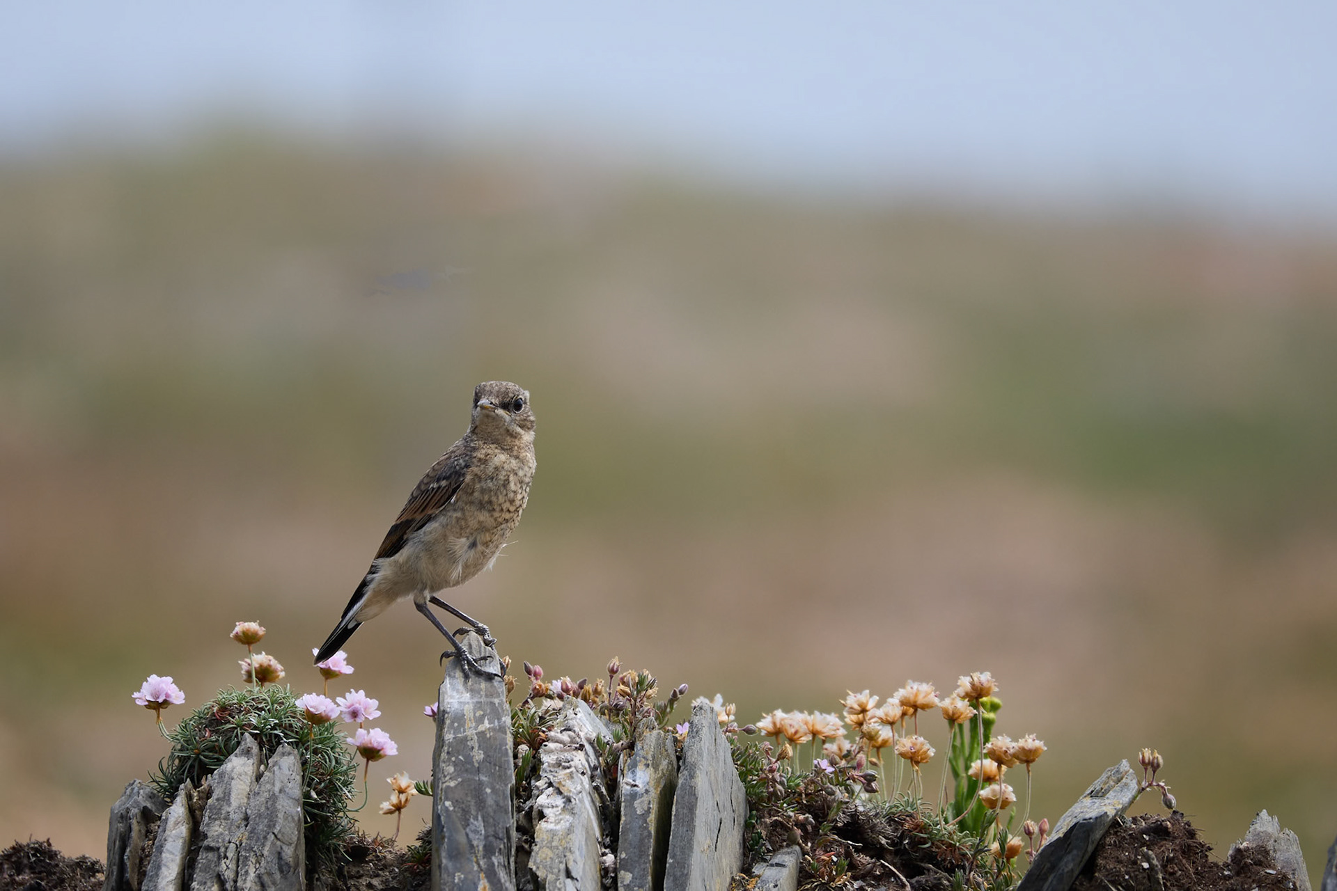 Rock Pipit, Anthus petrosus, resting on a stone wall near Padstow