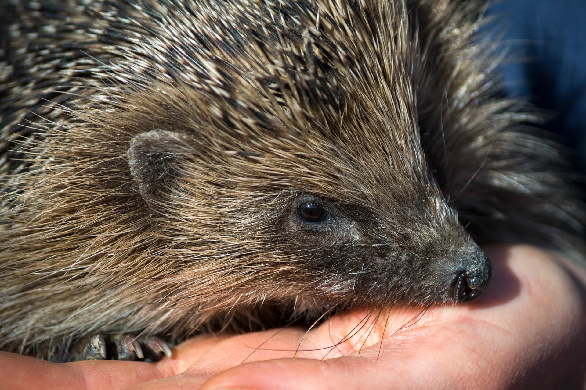 European Hedgehog (Erinaceus europaeus)
