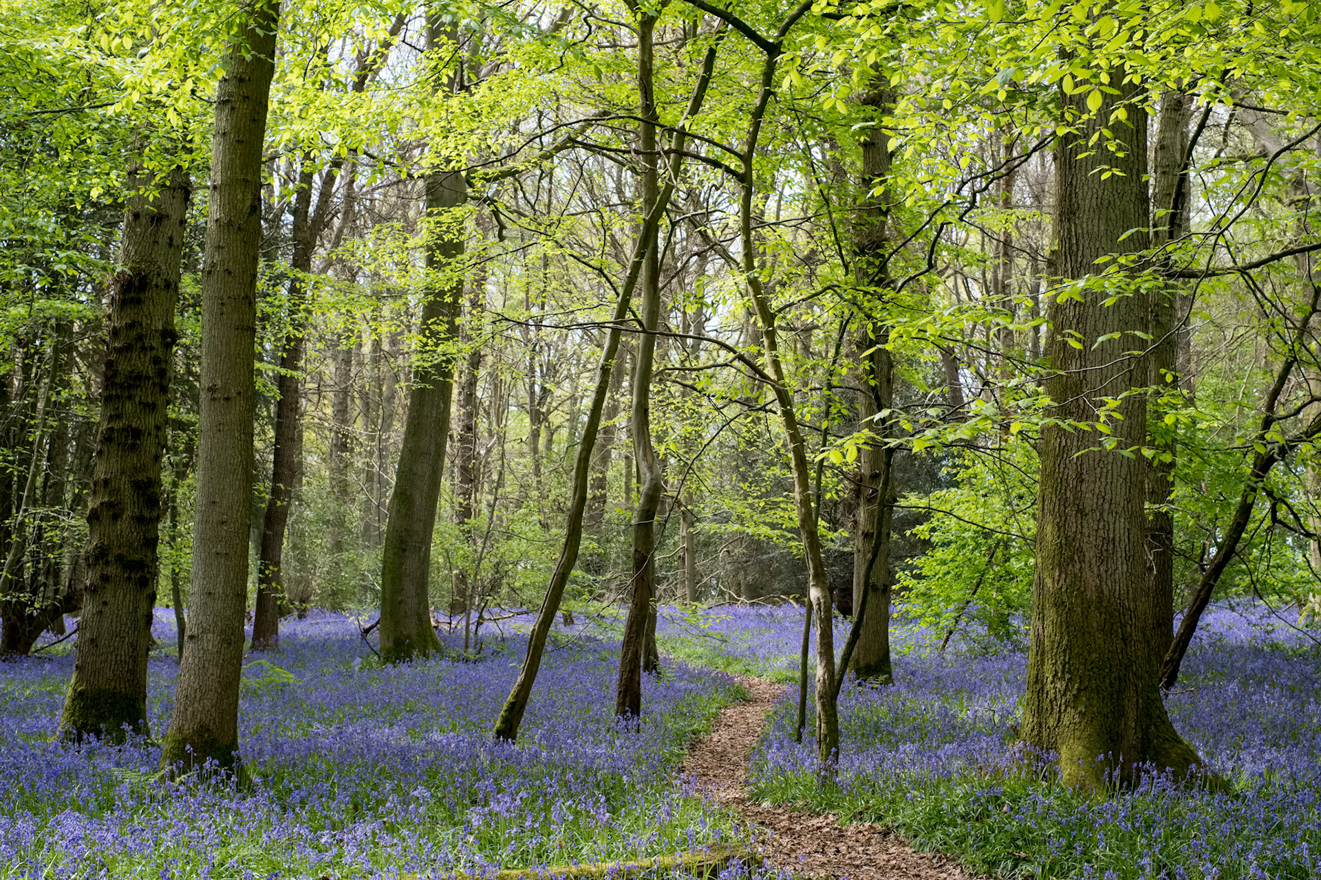 Bluebells in Staffhurst Woods near Oxted Surrey
