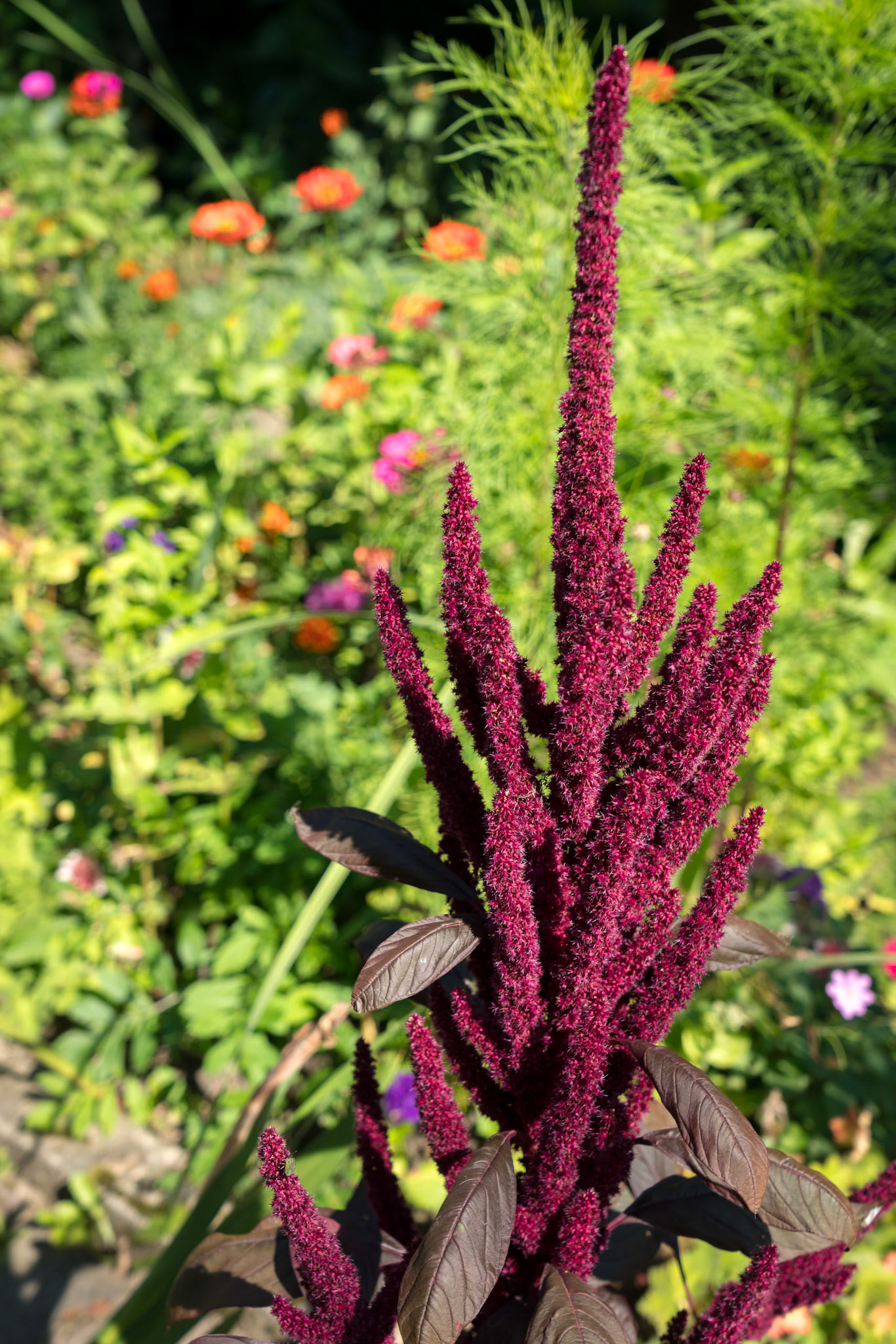 Amaranthus cruentus flowering in a garden in Romania