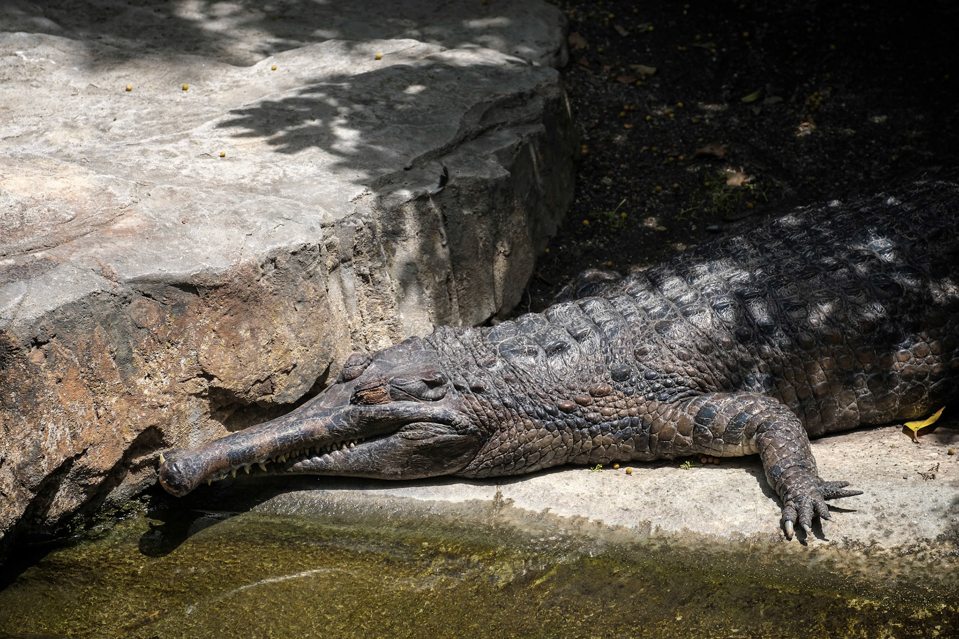 Tomistoma (Tomistoma schlegelii) resting at the Bioparc Fuengirola
