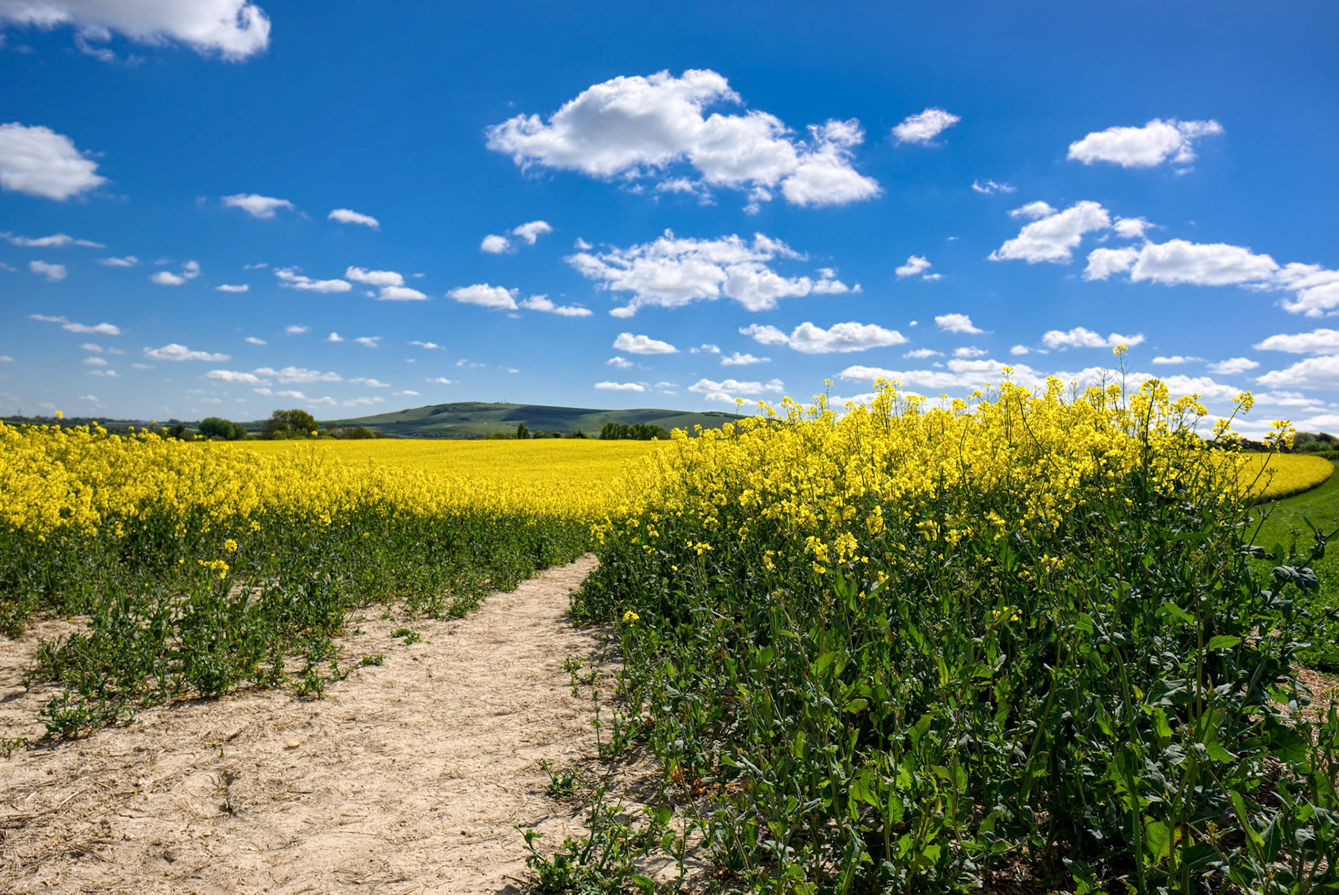 Rapeseed in the Rolling Sussex Countryside
