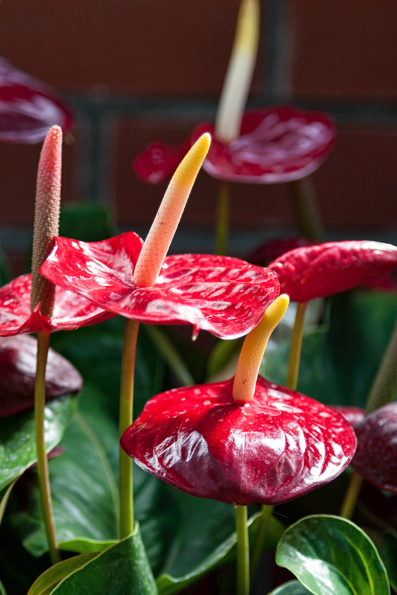 Flamingo Lily (anthurium)