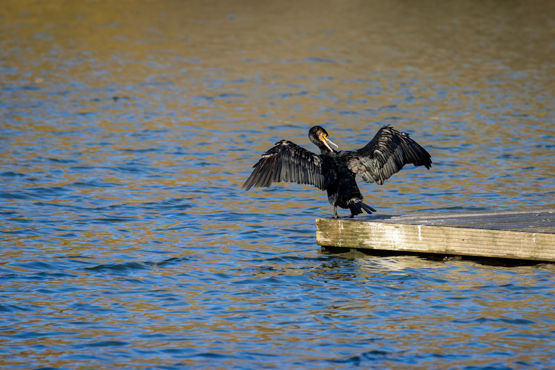 Cormorant with open wings at Cripplegate Lake