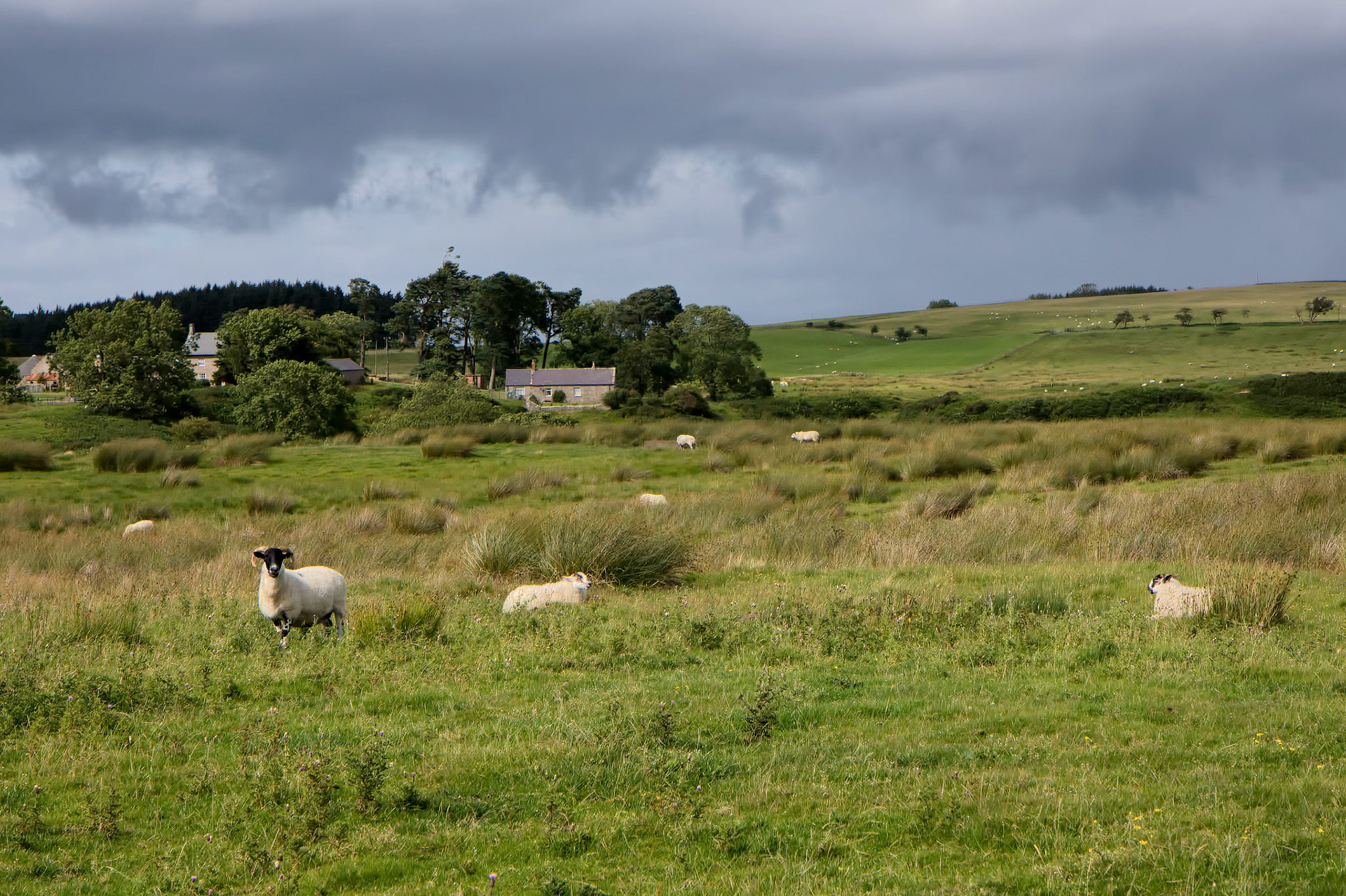 View of a Cumbrian Sheep Farm