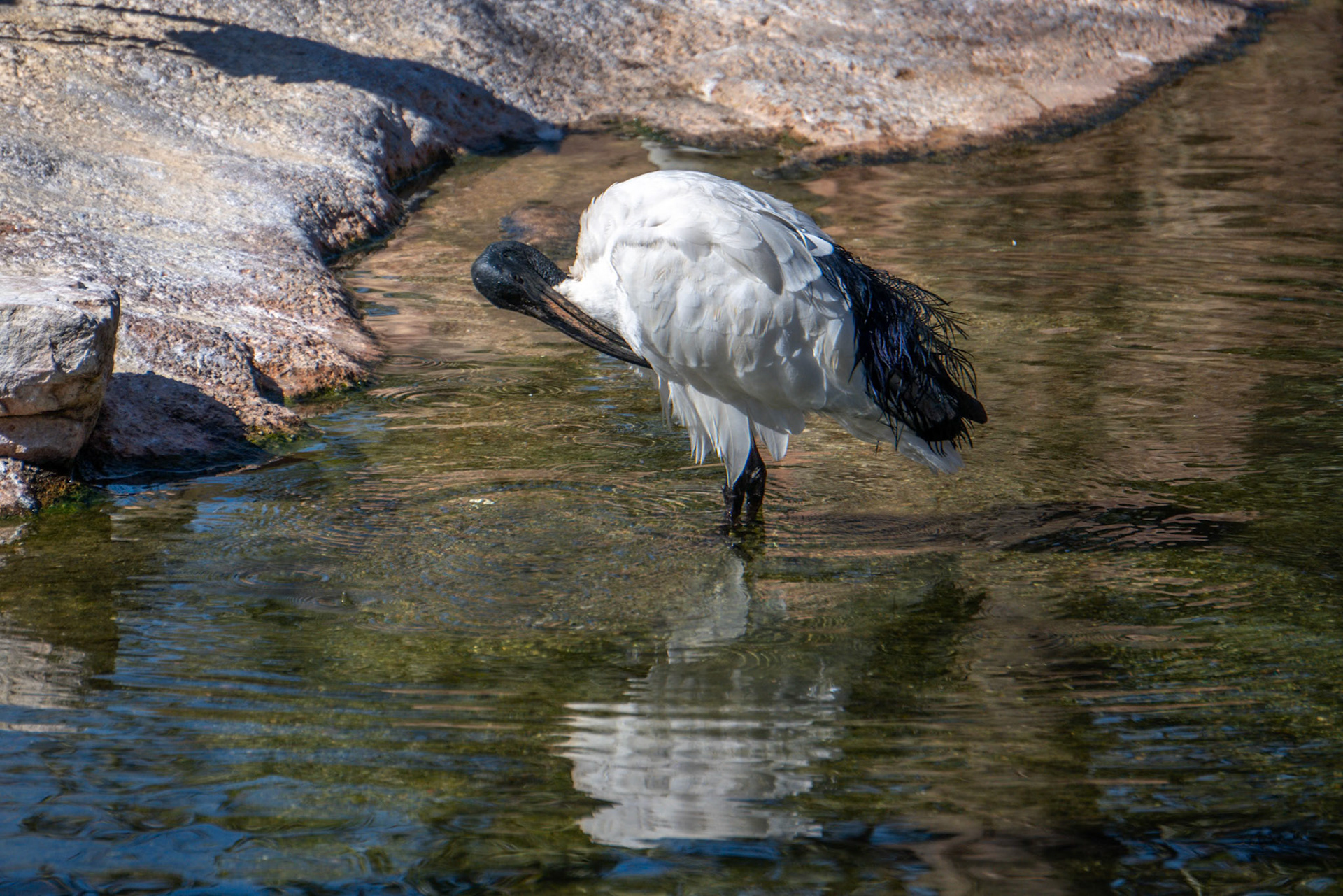 VALENCIA, SPAIN - FEBRUARY 26 : White Ibis at the Bioparc in Valencia Spain on February 26, 2019