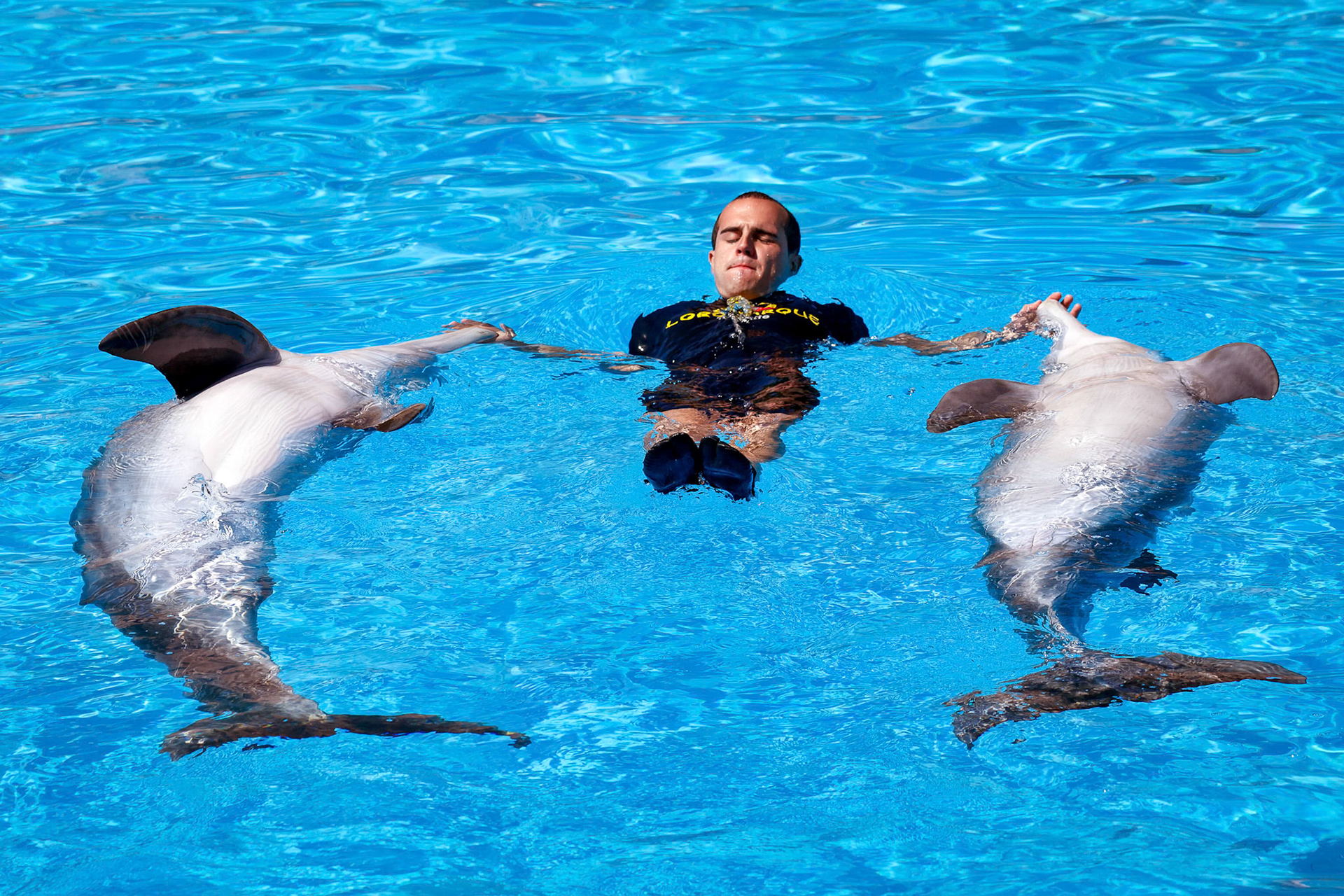 Dolphin Show at Loro Parque