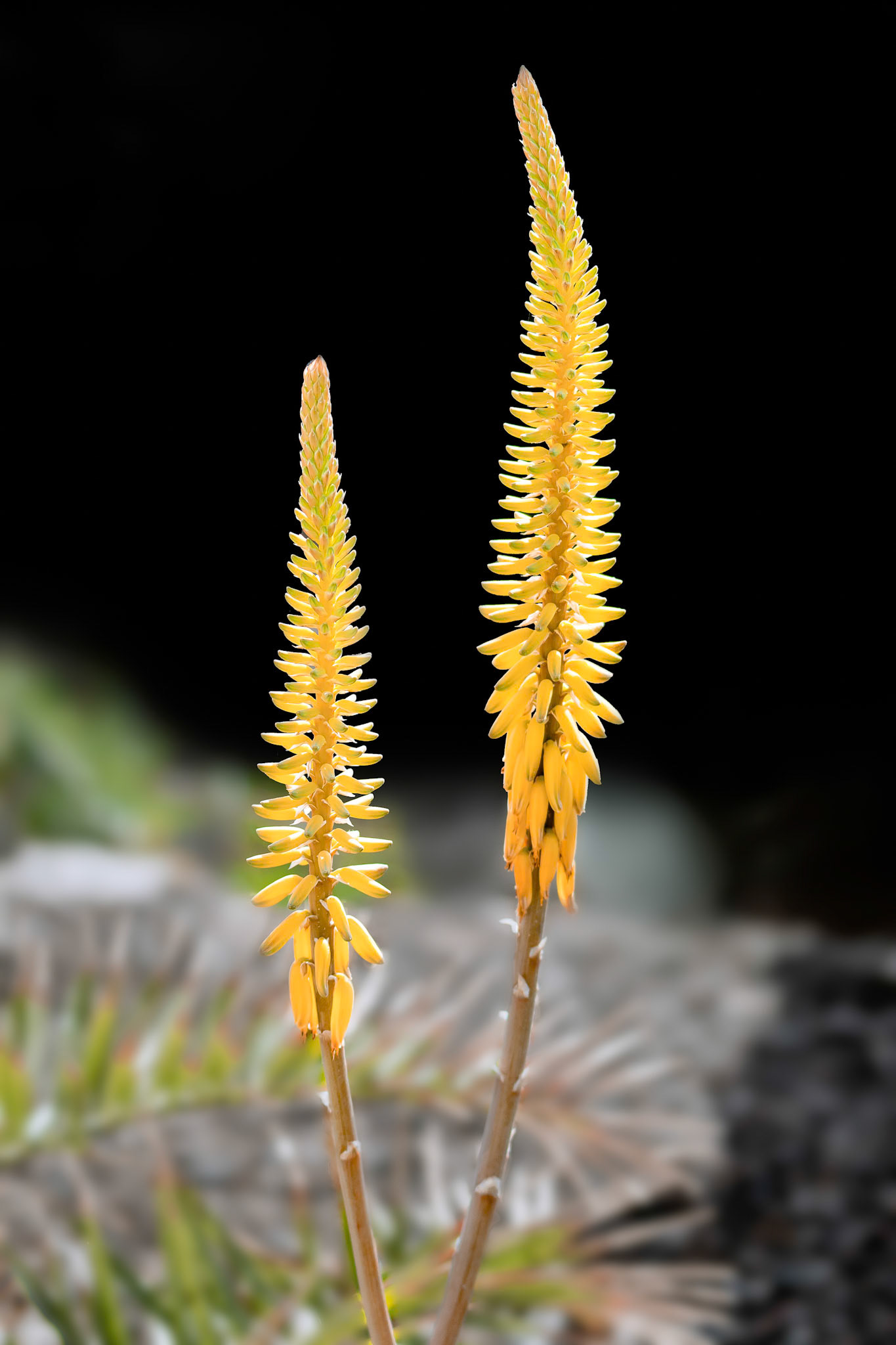 Aloe Vera Growing in Tenerife