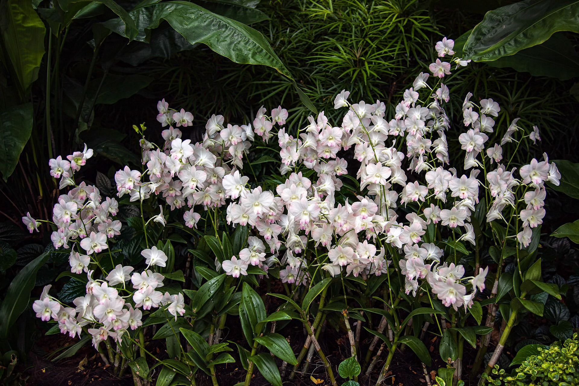 Orchid in Singapore Botannical Gardens