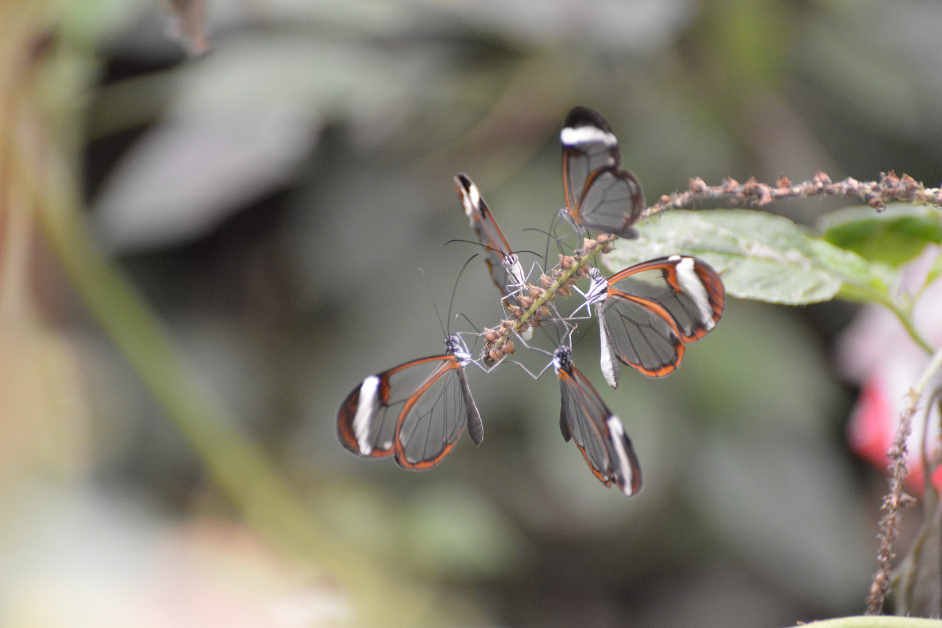 Glasswinged Butterflies (Greta oto) clustered together