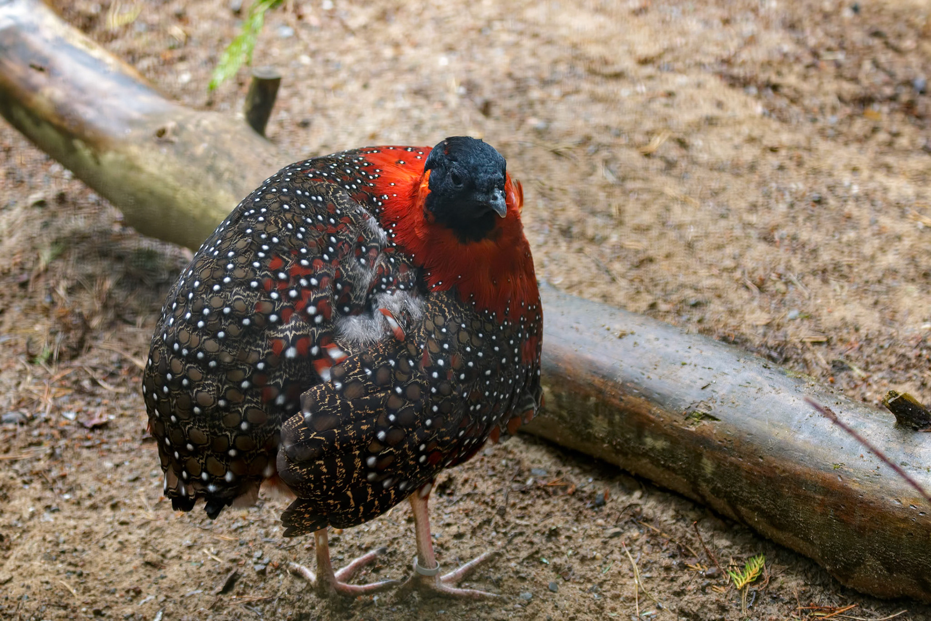 Satyr Tragopan (Tragopan satyra) standing in the sand