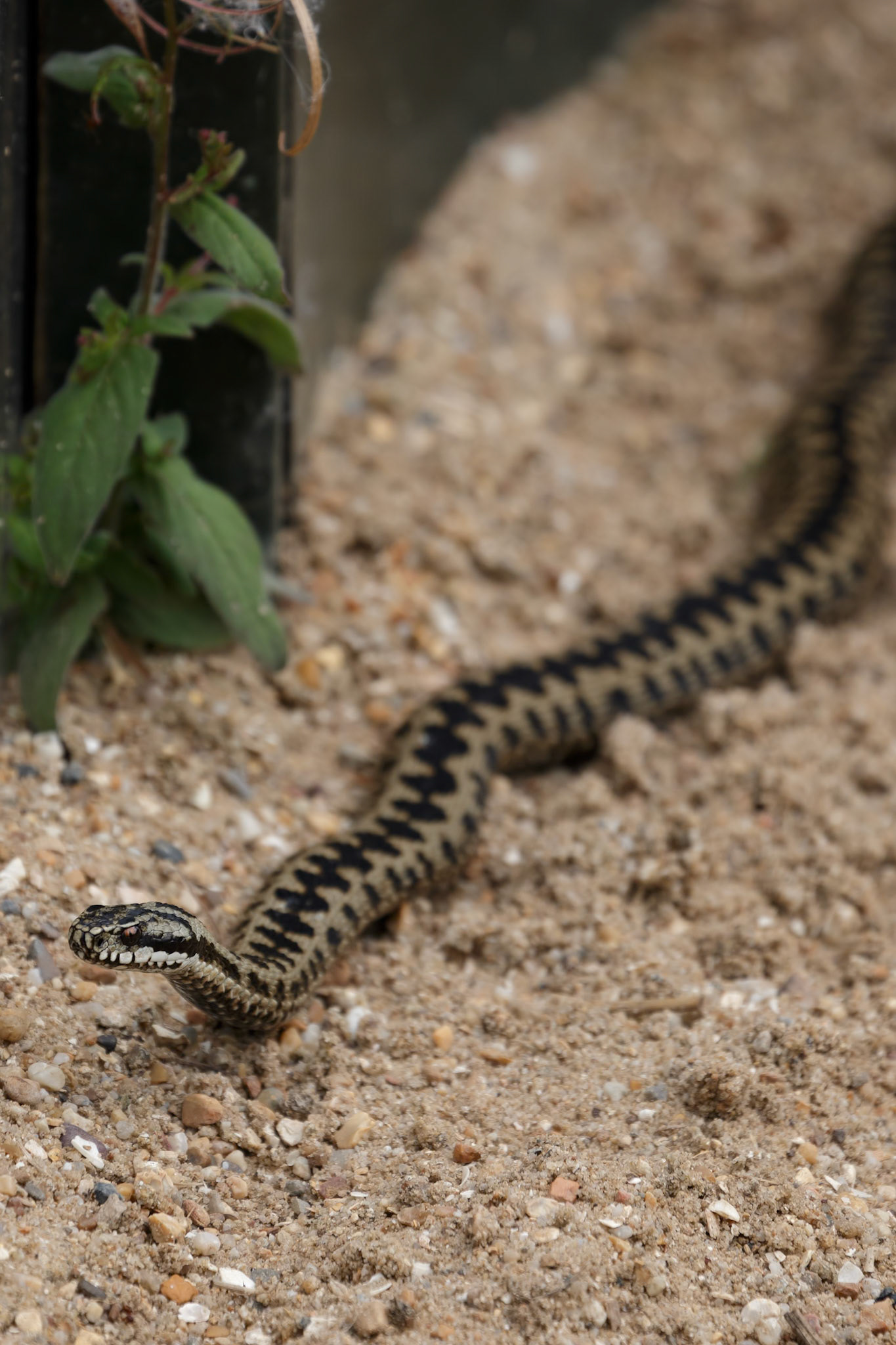 Common European Adder (Vipera berus)