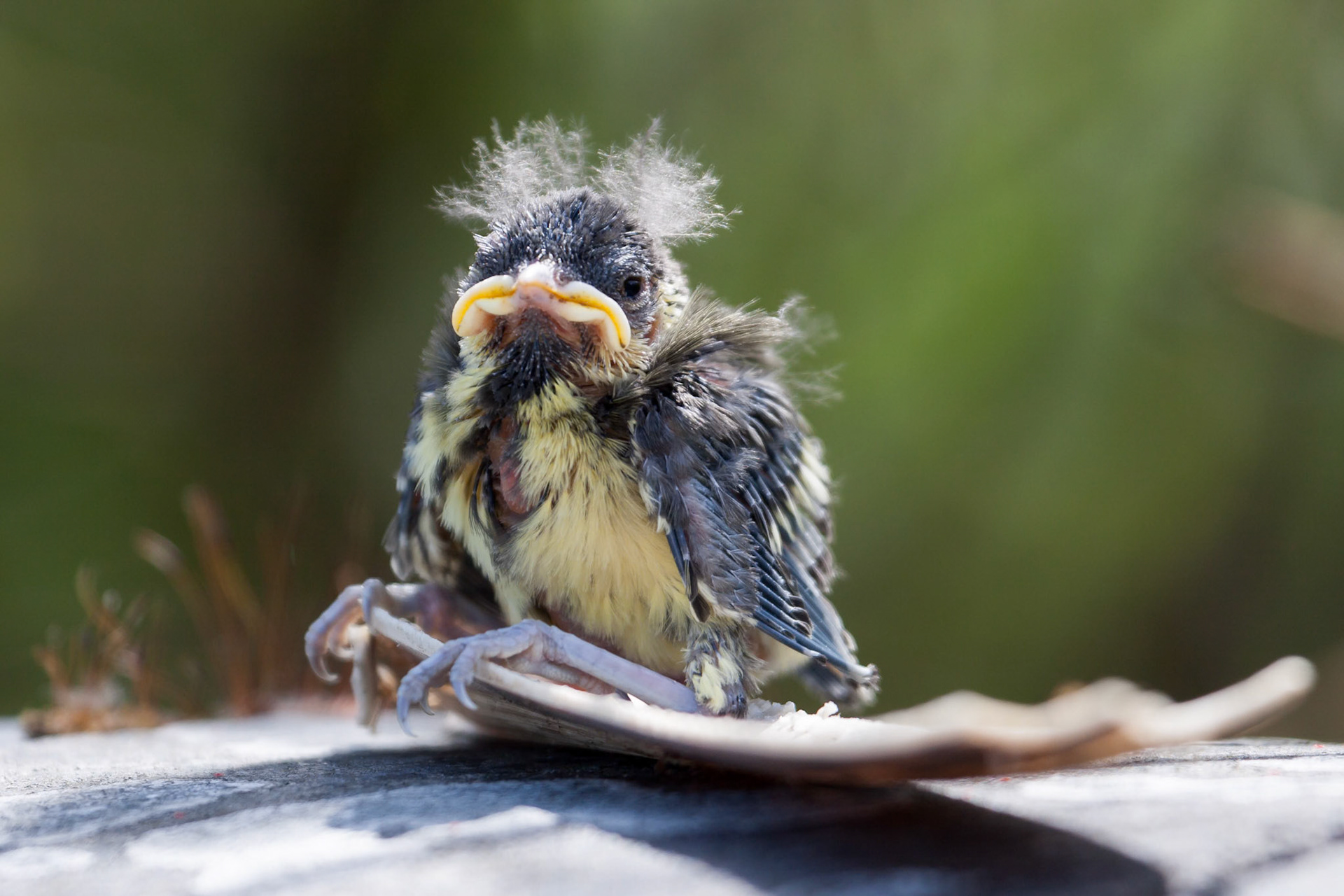 Blue Tit (Cyanistes caeruleus) Fledgling