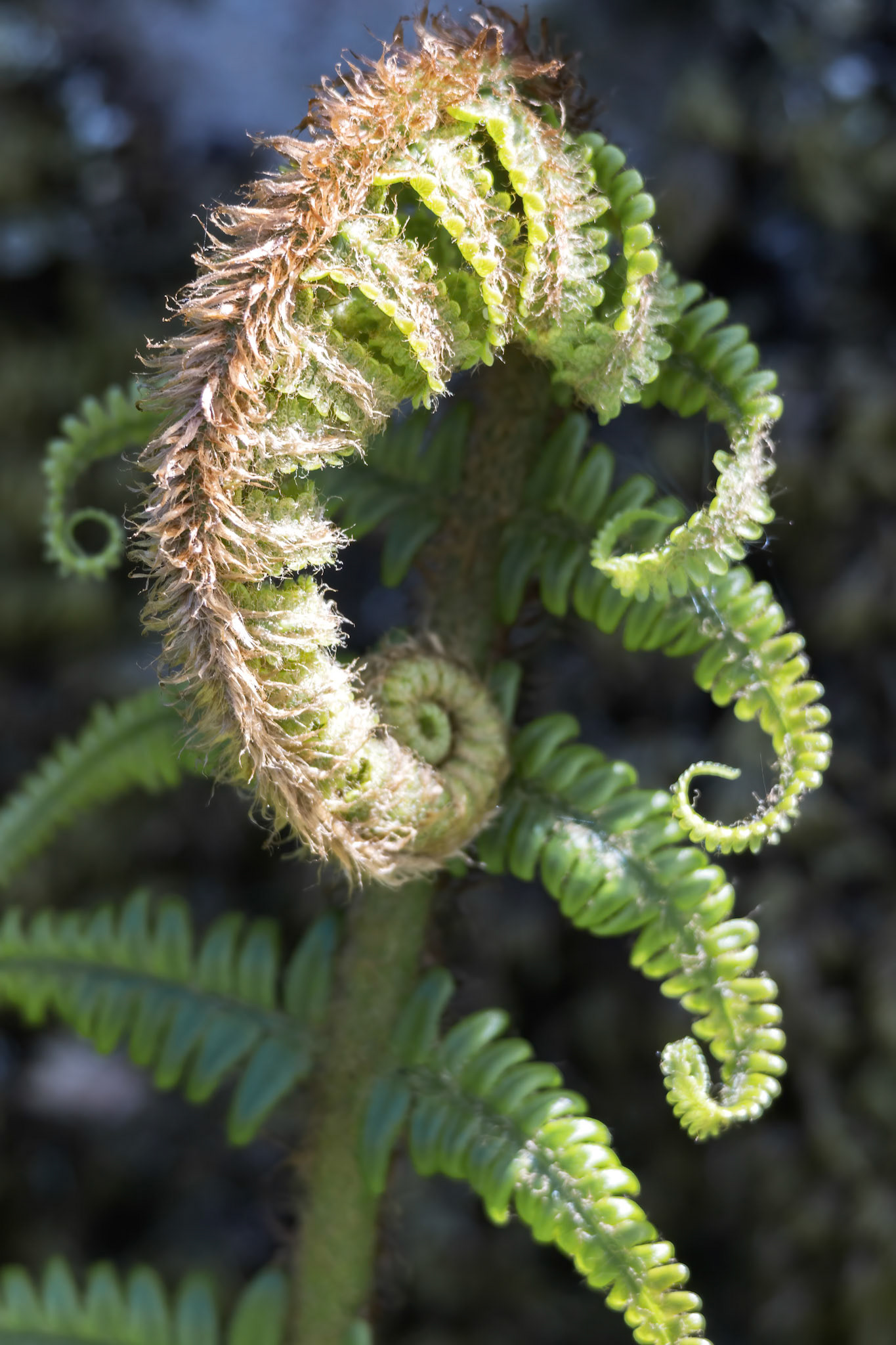 Common Male Fern, Dryopteris filix-mas beginning to unfurl in springtime
