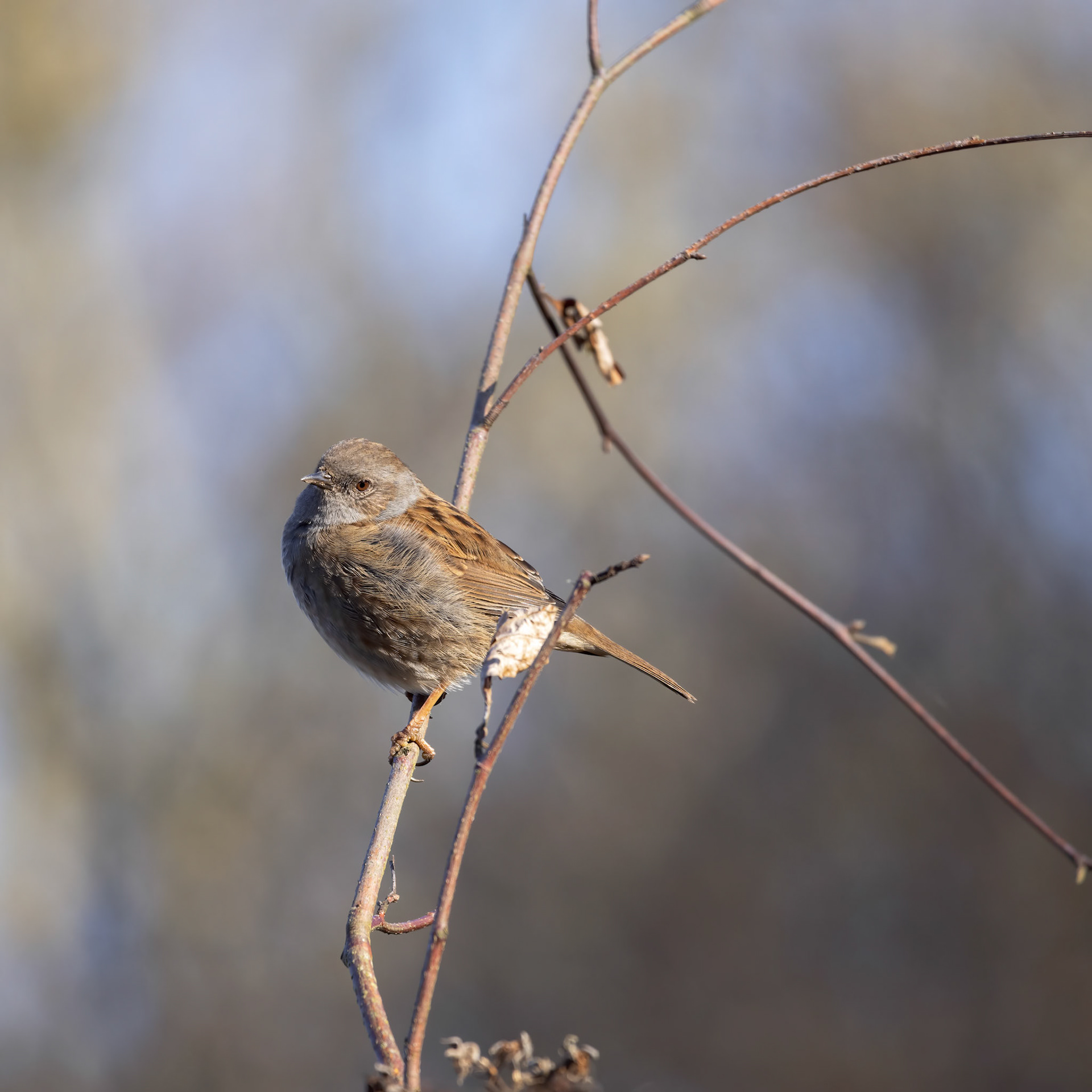 Hedge Accentor perched on a branch in Sussex