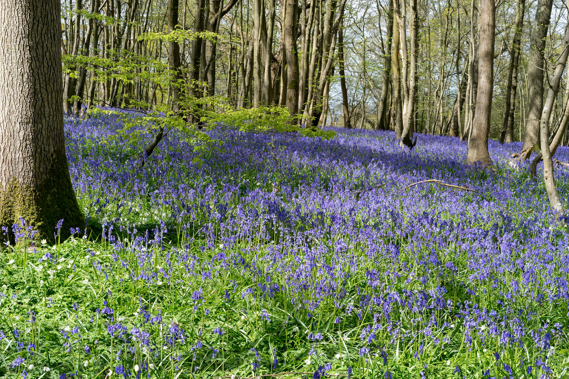 Bluebells brightening up the Sussex landscape