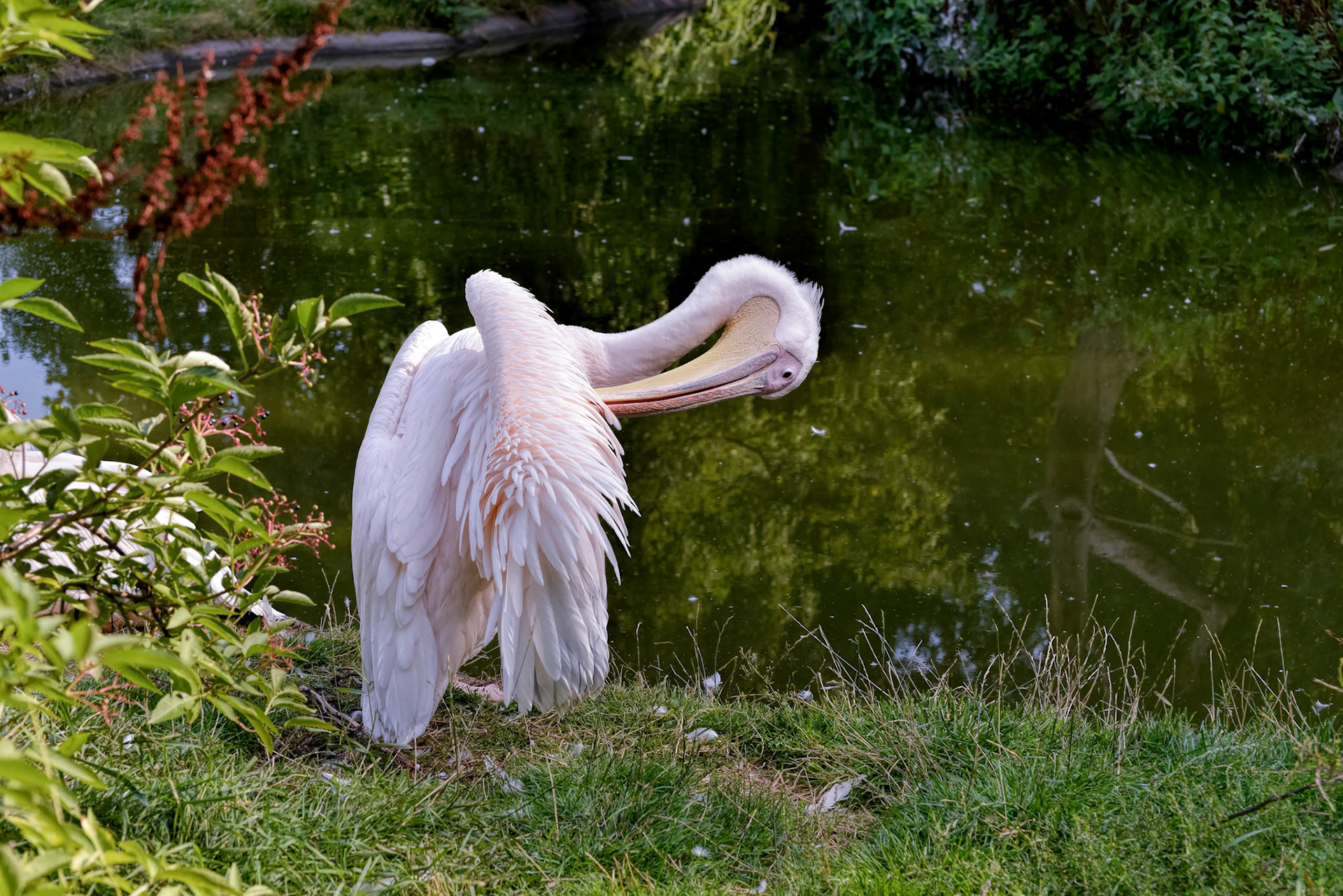 Great White Pelican (Pelecanus onocrotalus)