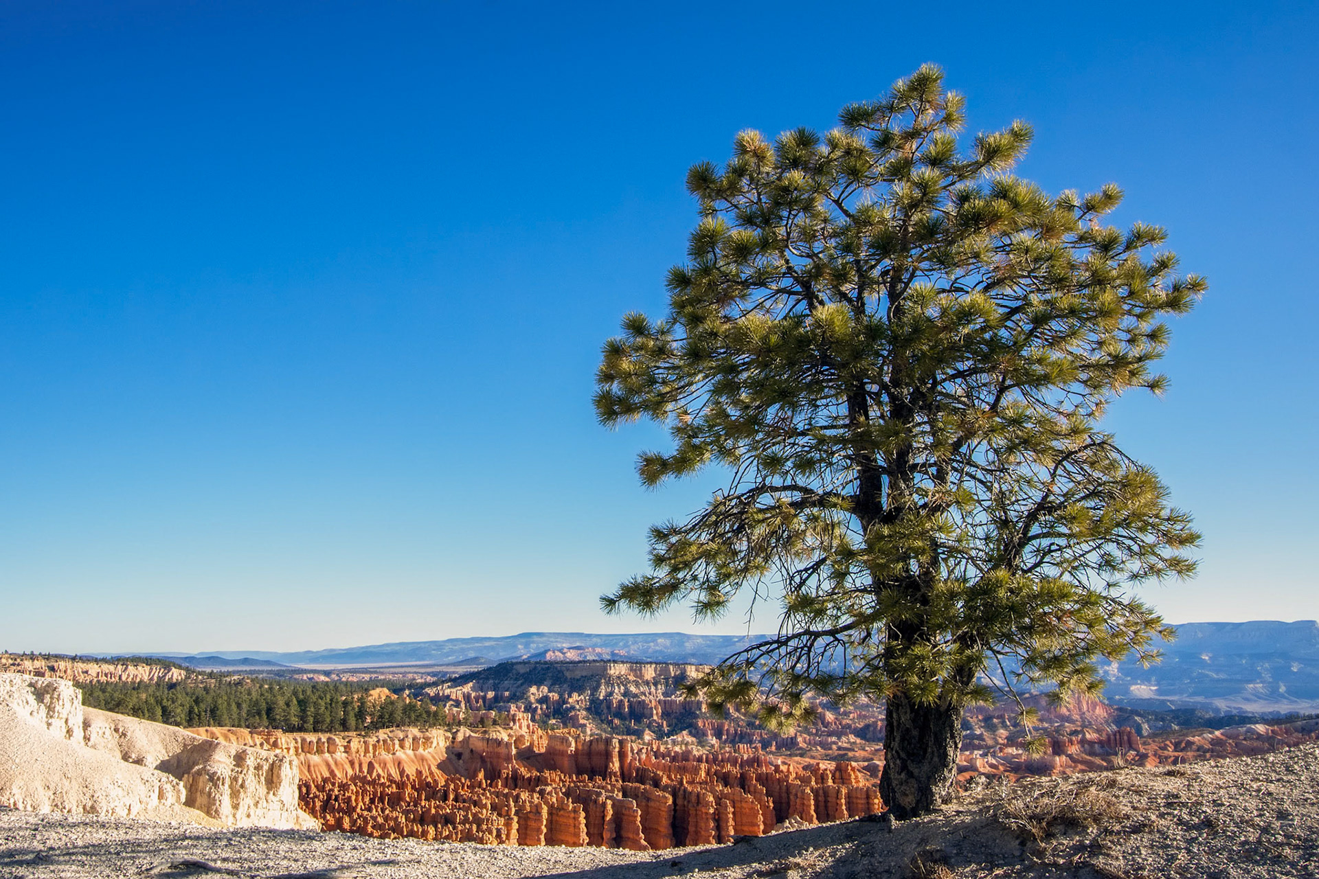 Pine Tree on the Rim of Bryce Canyon