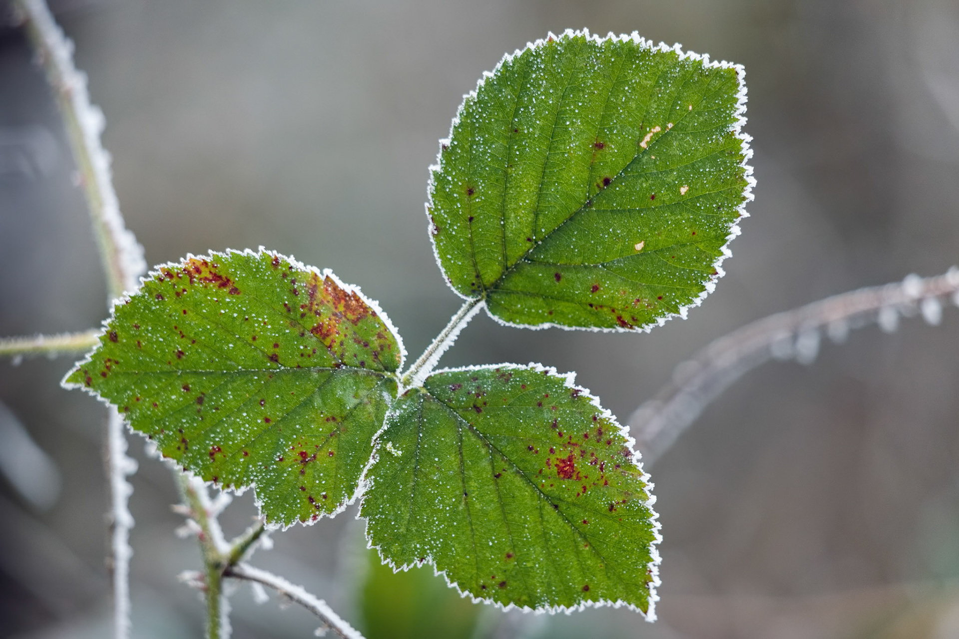 Close up of some Blackberry leaves covered with hoar frost