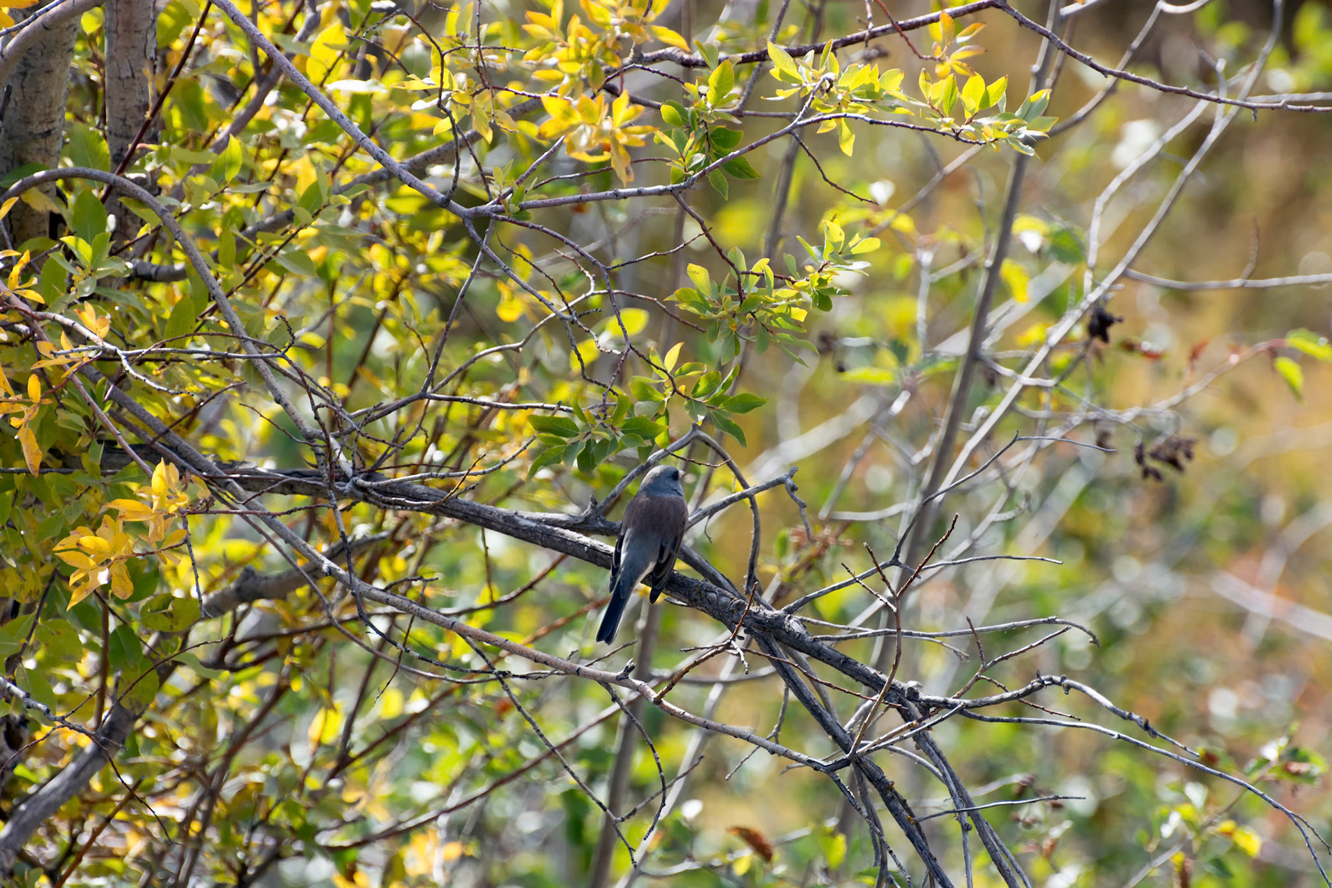 Western Wood-Pewee (Contopus sordidulus)