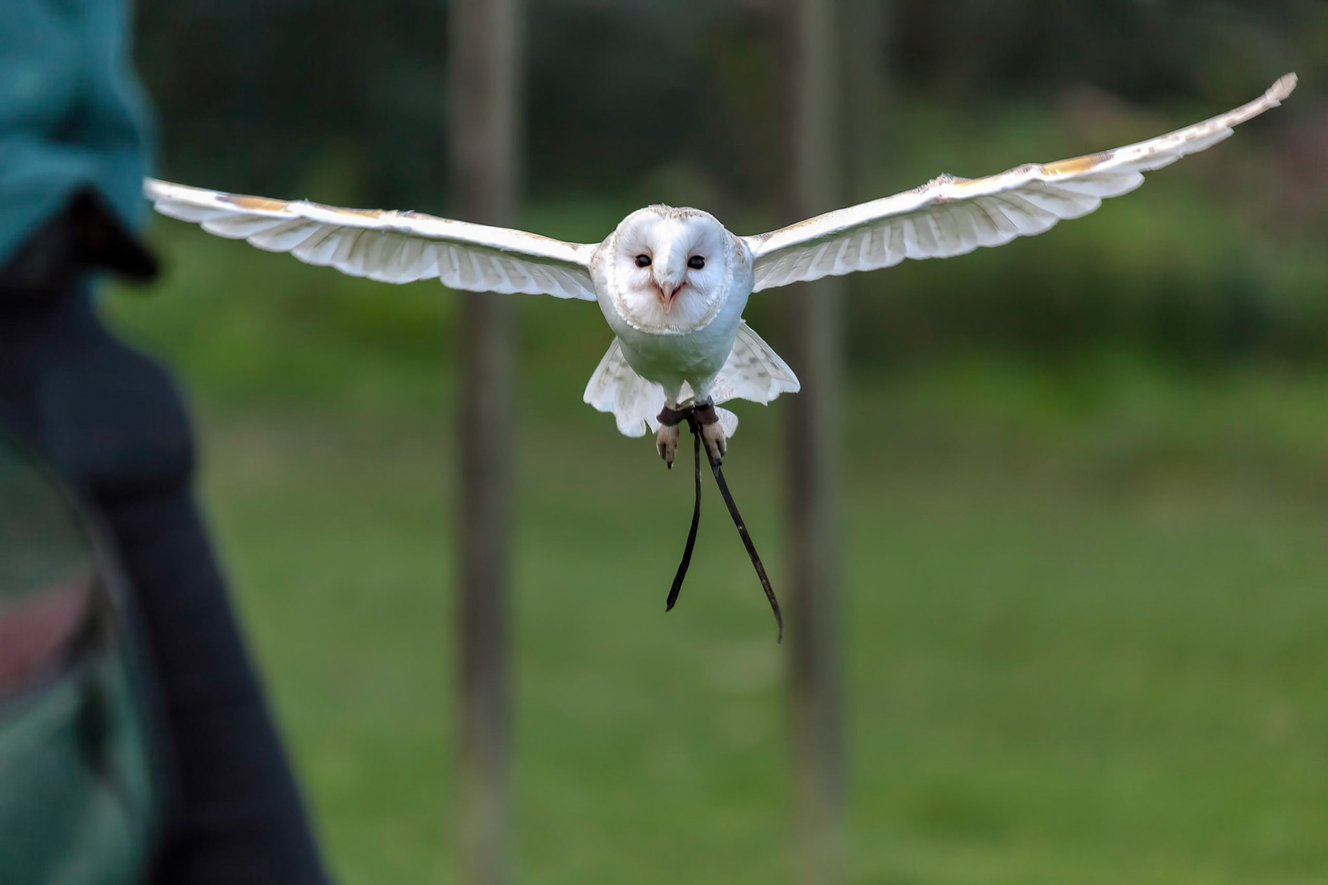 Barn Owl (Tyto alba)