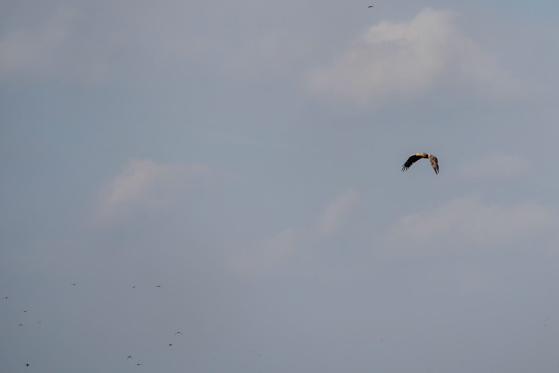 White-tailed Eagle (haliaeetus albicilla) in the Danube Delta