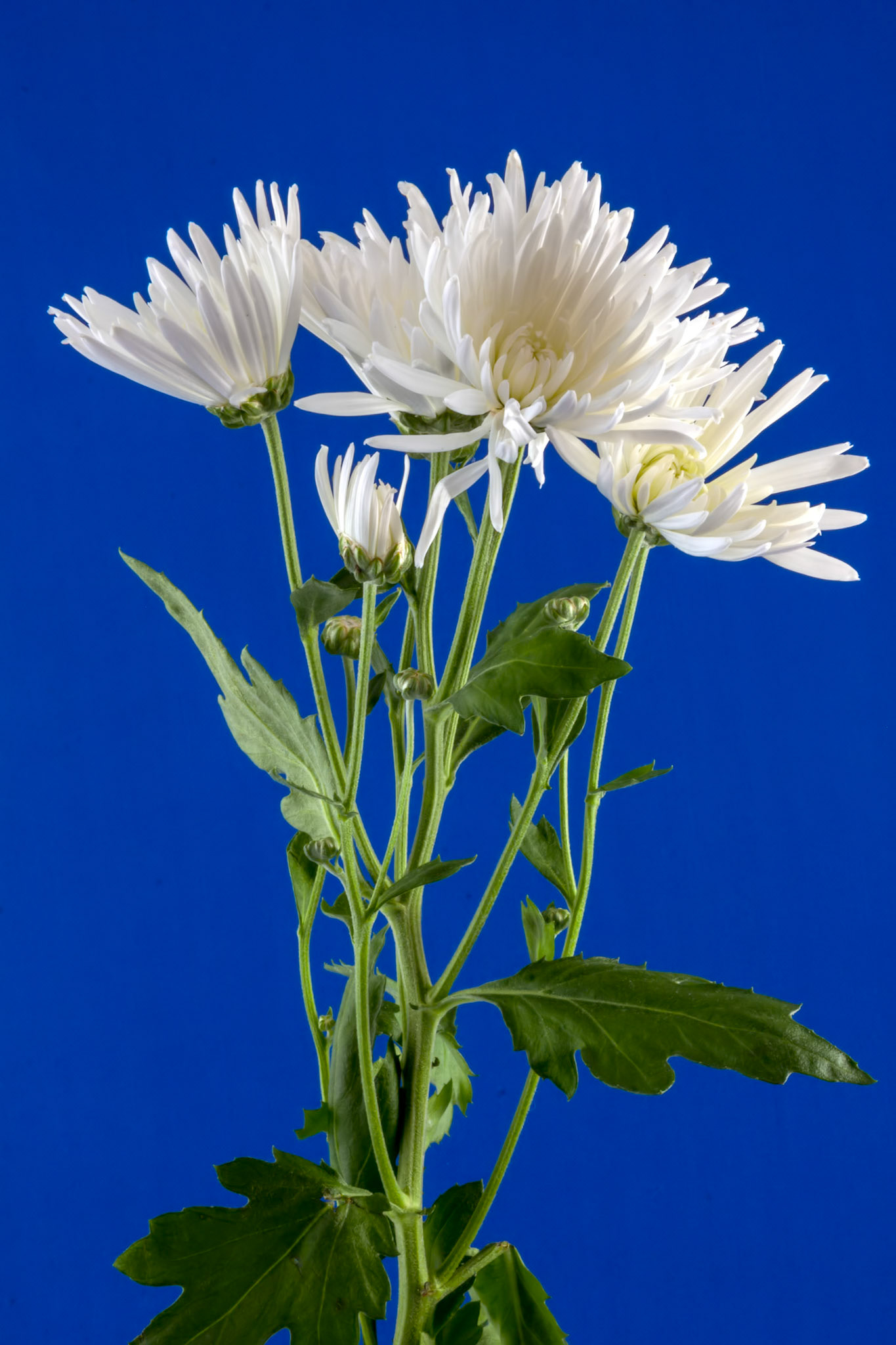 Display of a Small Group of Chrysanthemums
