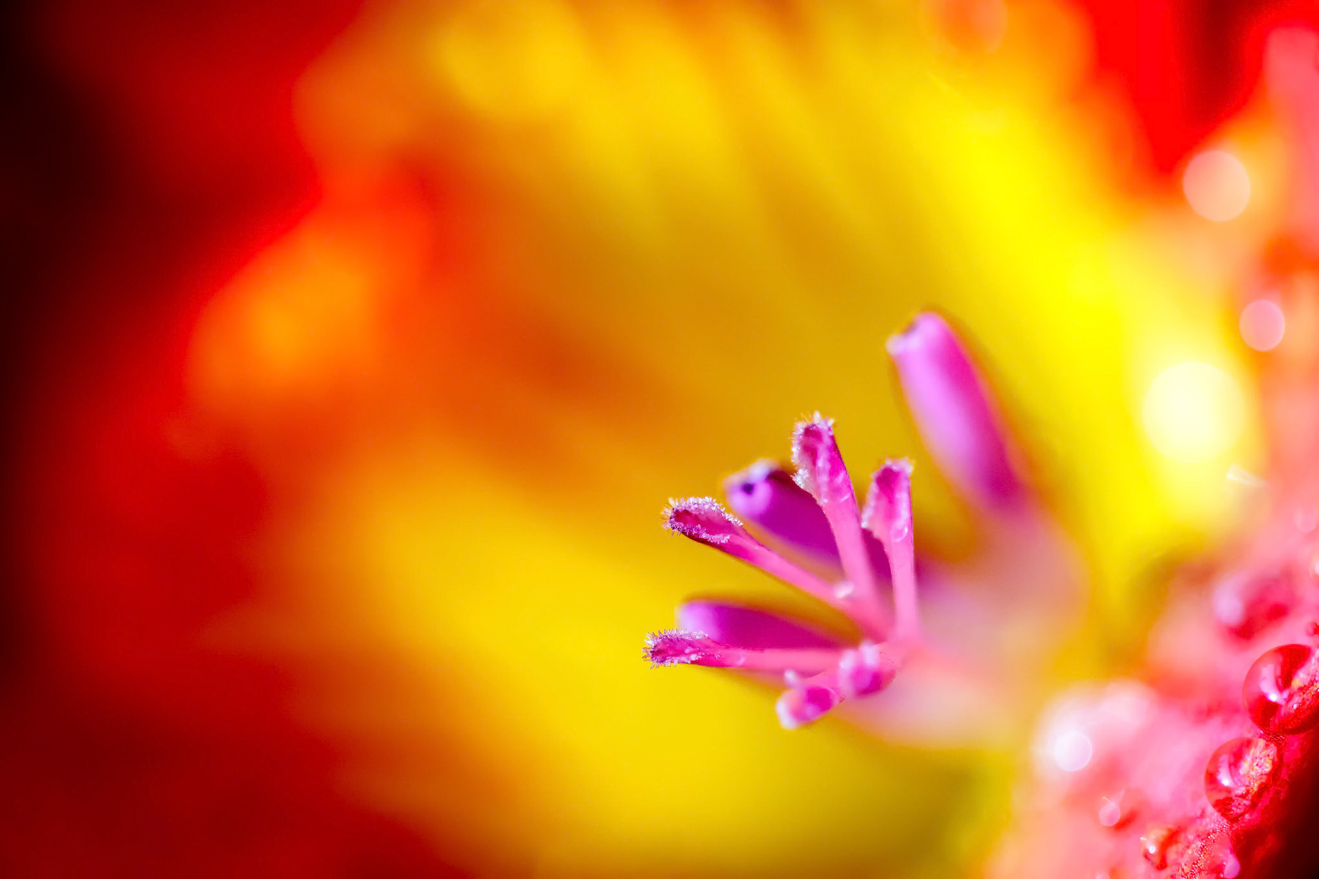 Freesia Extreme Close-up