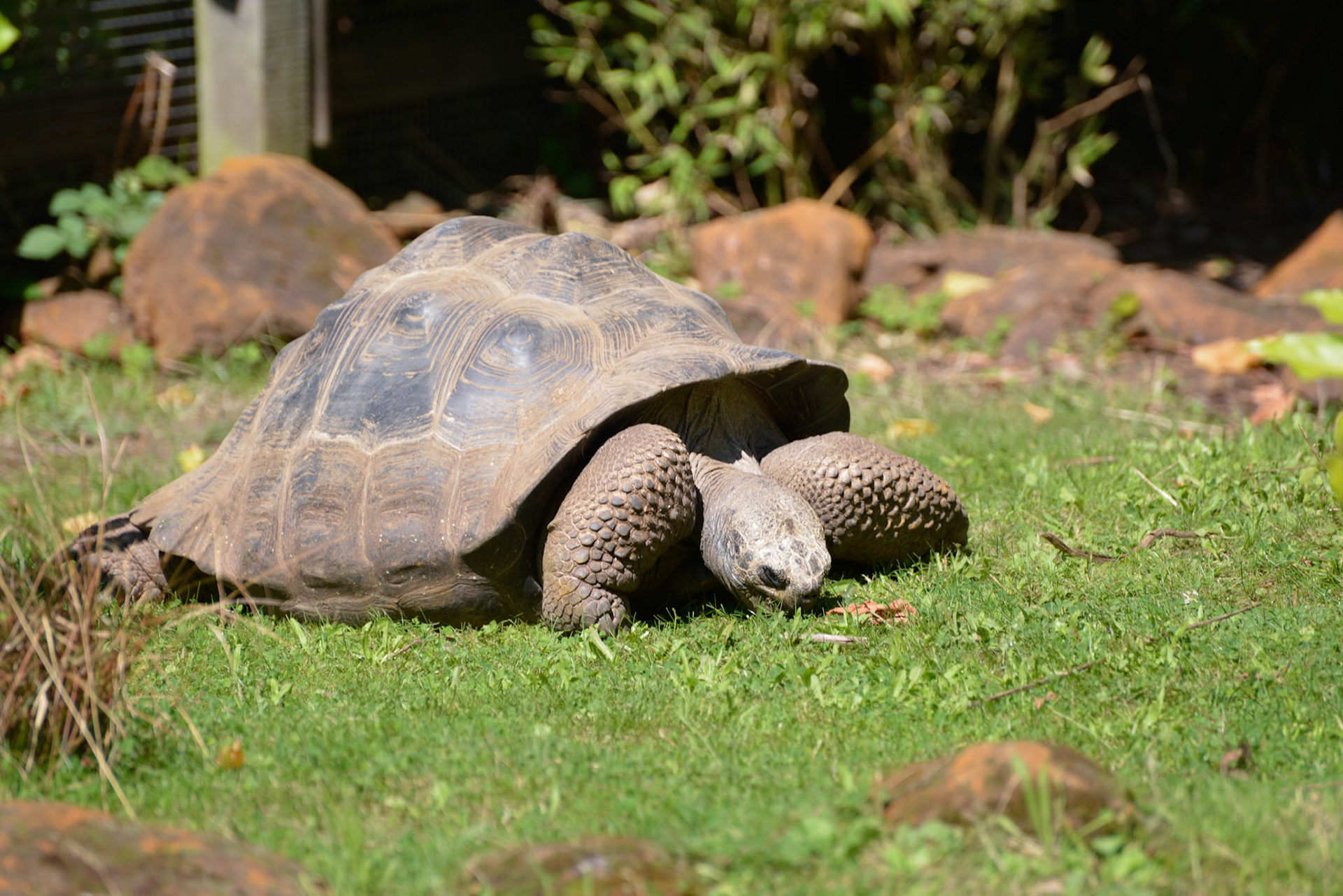 Galapagos Giant Tortoise (Chelonoidis nigra)