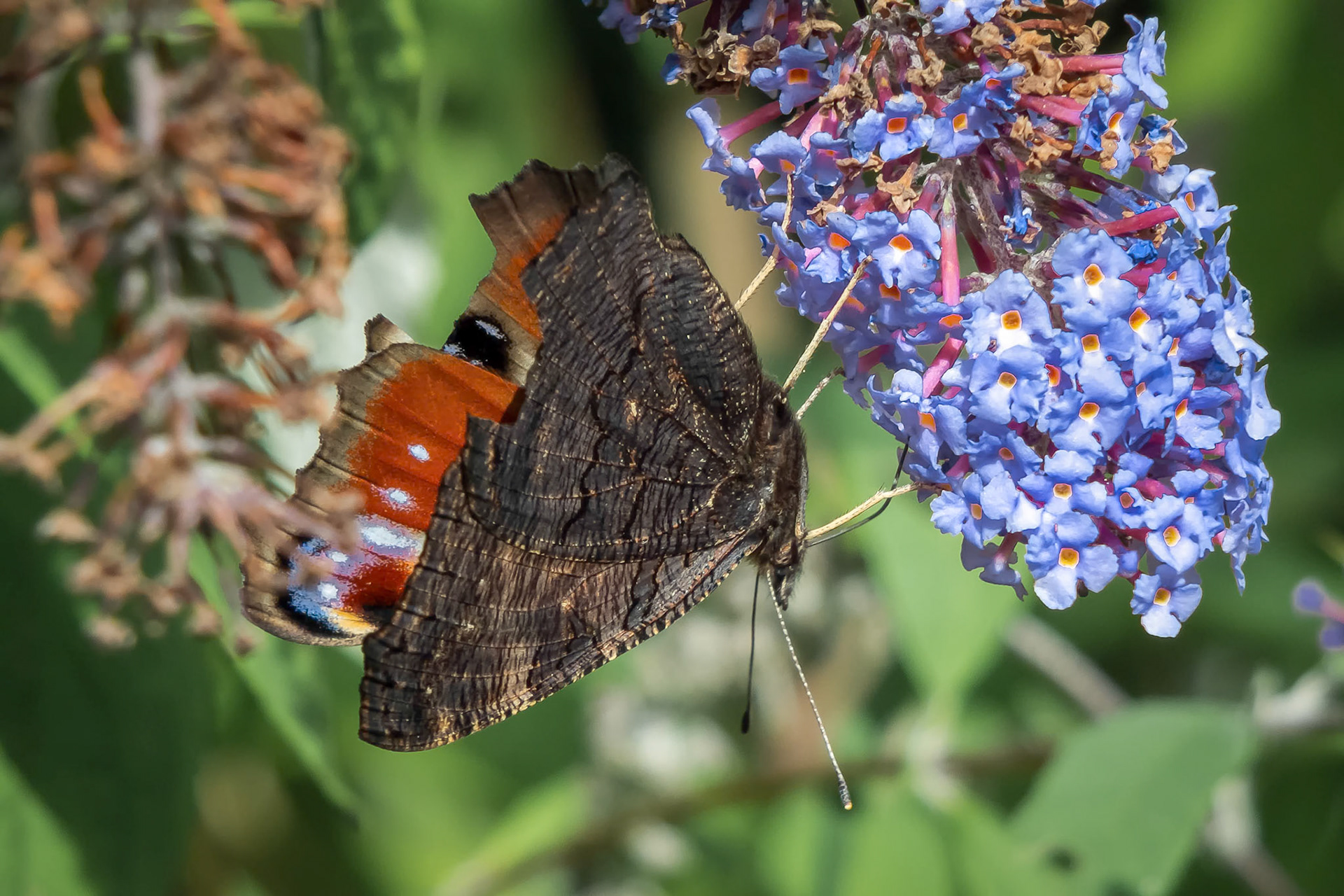 European Peacock Butterfly (Inachis io) Feeding on Buddleia Blossom