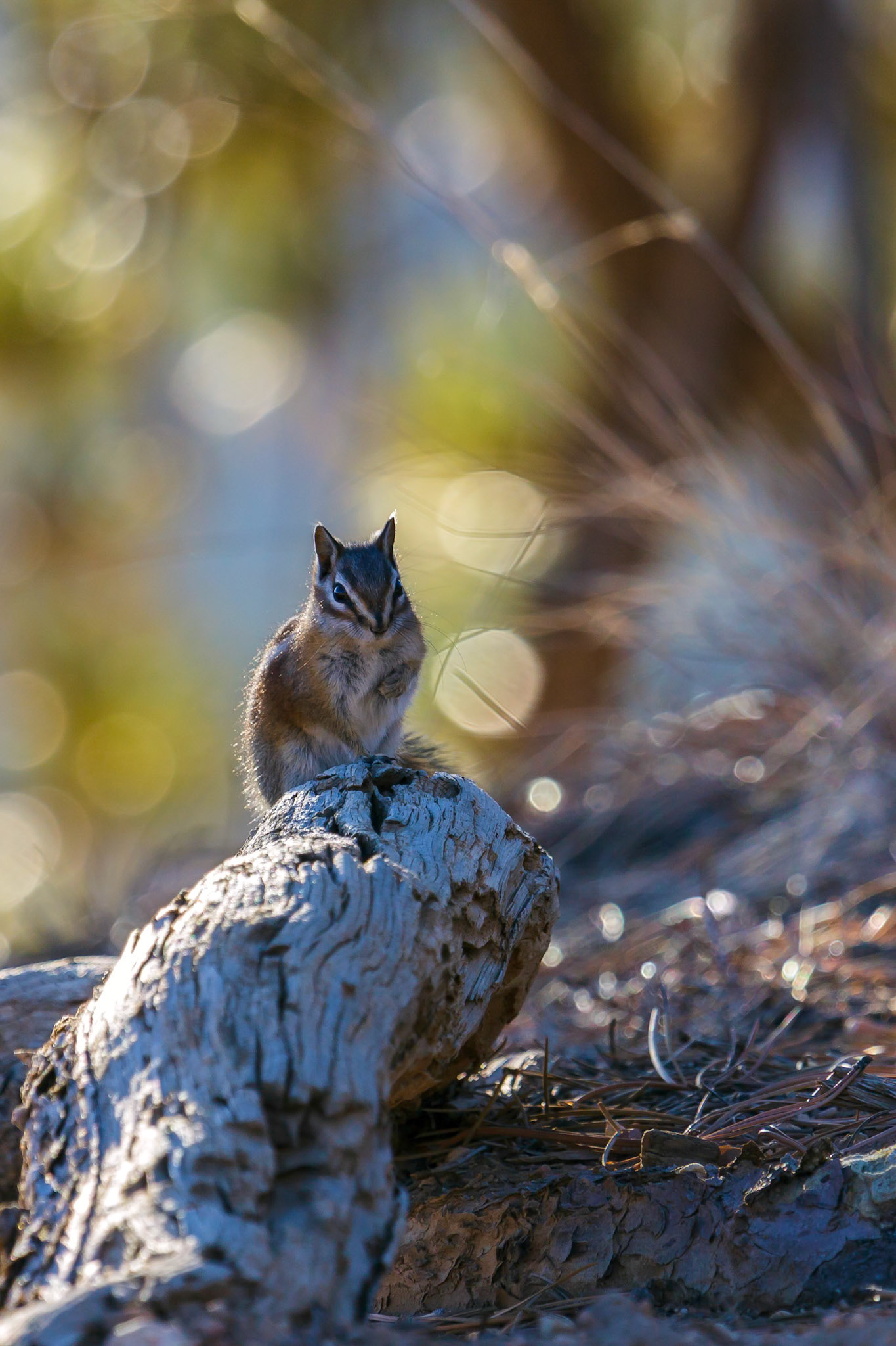 Close-up of a Chipmunk at Bryce Canyon