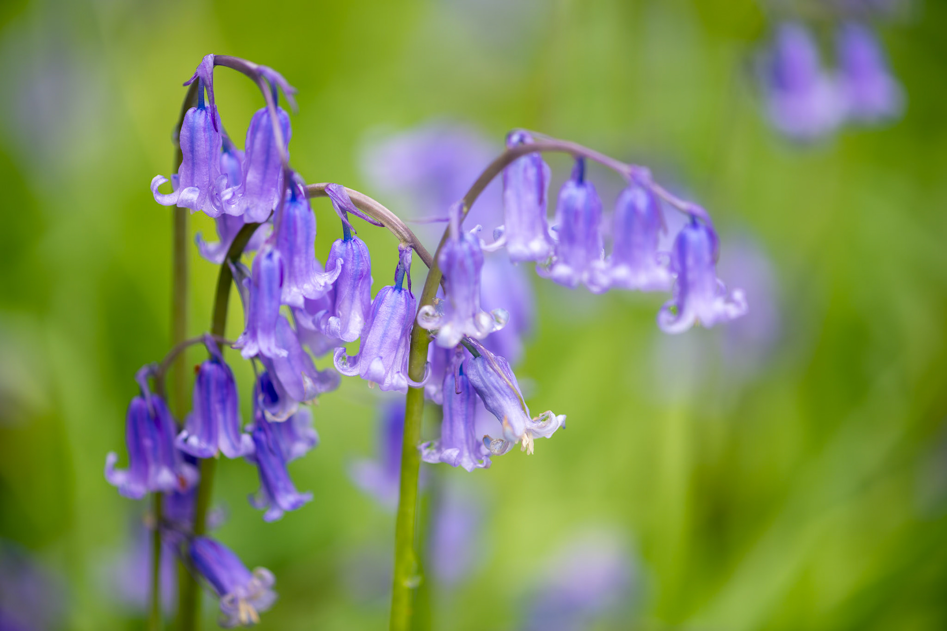 Close up of some Sussex Bluebells in springtime