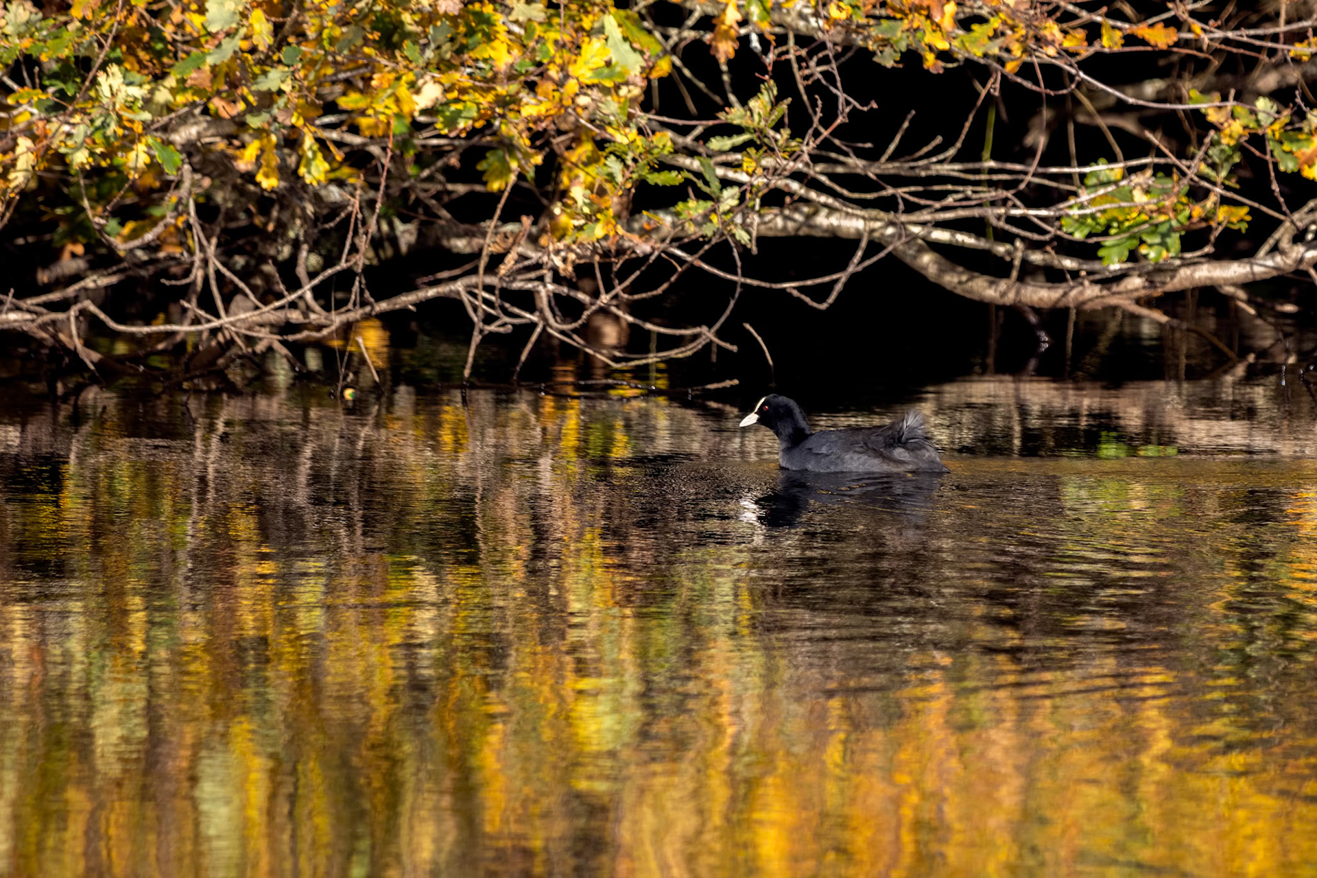 Coot swimming in golden reflections in Cripplegate Lake