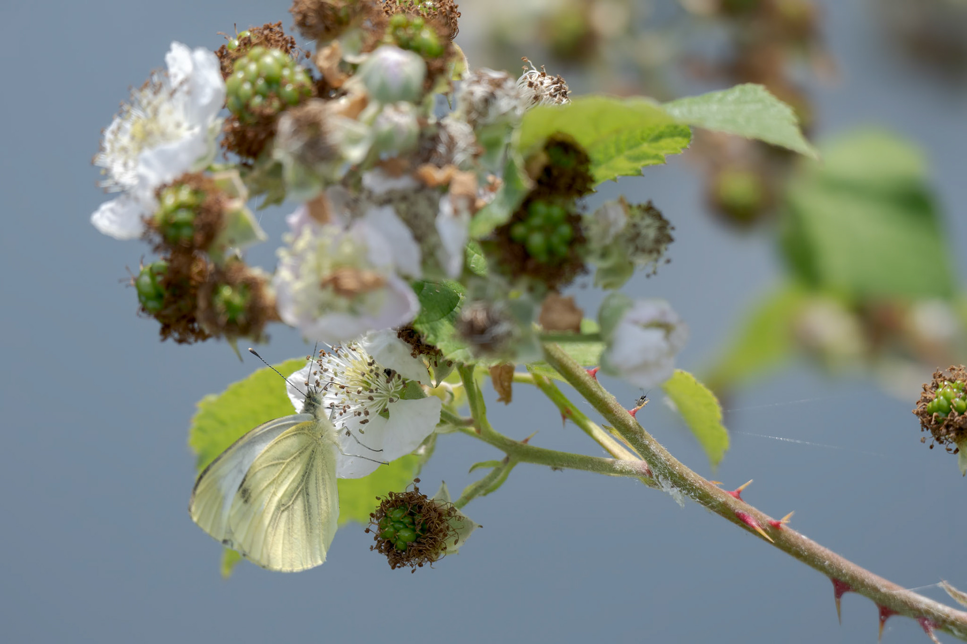 Large White (Pieris brassicae) Butterfly Feeding on a Blackberry Flower