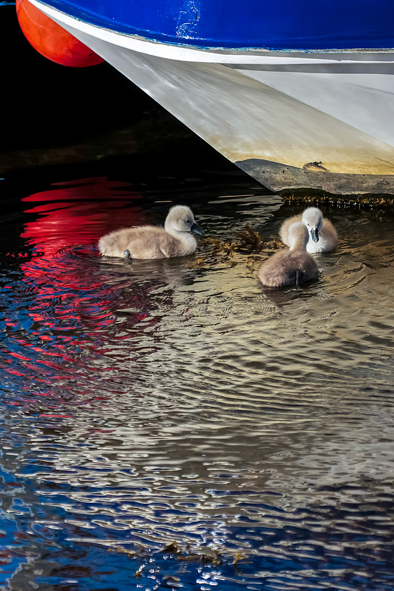 Mute Swan Cygnets (Cygnus olor)