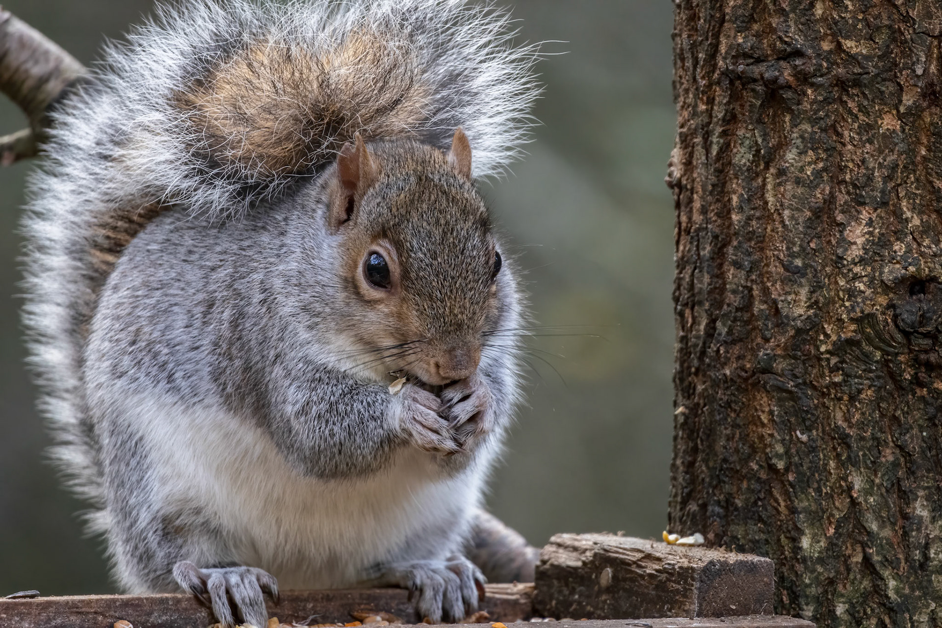 Grey Squirrel (Sciurus carolinensis) eating seed from a wooden table
