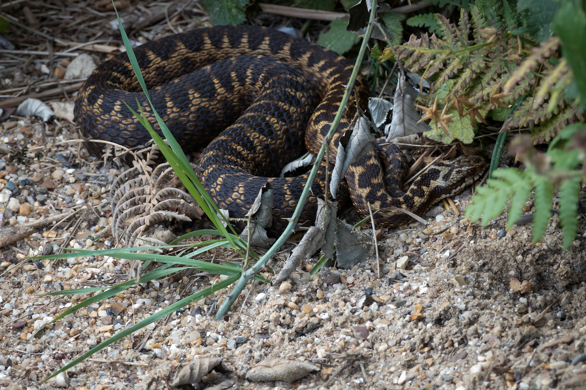 Common European Adder (Vipera berus)