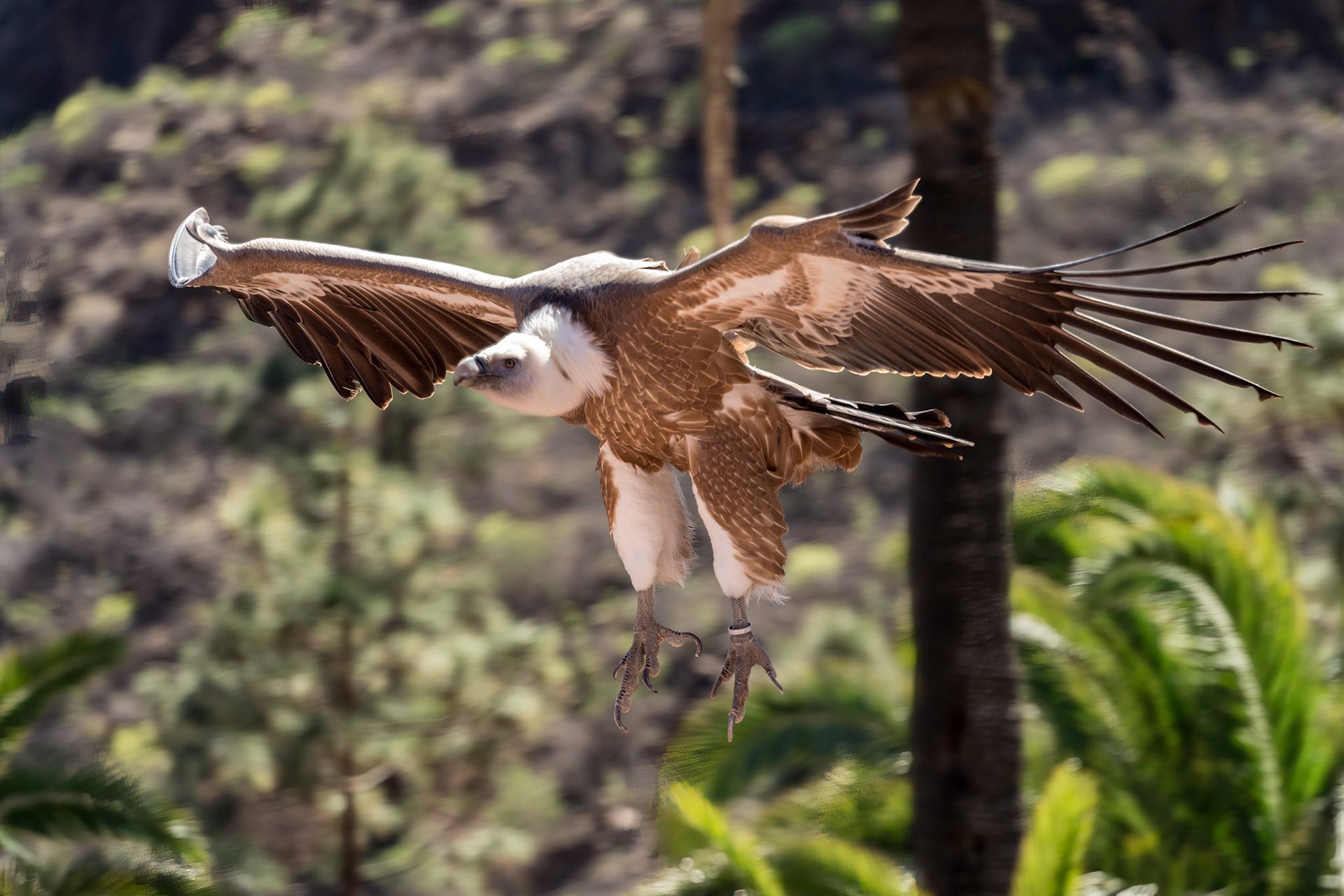 MASPALOMAS, GRAN CANARIA, SPAIN - MARCH 8 : Eurasian Griffon Vulture in flight at Palmitos Park, Maspalomas, Gran Canaria, Canary Islands, Spain on March 8, 2022