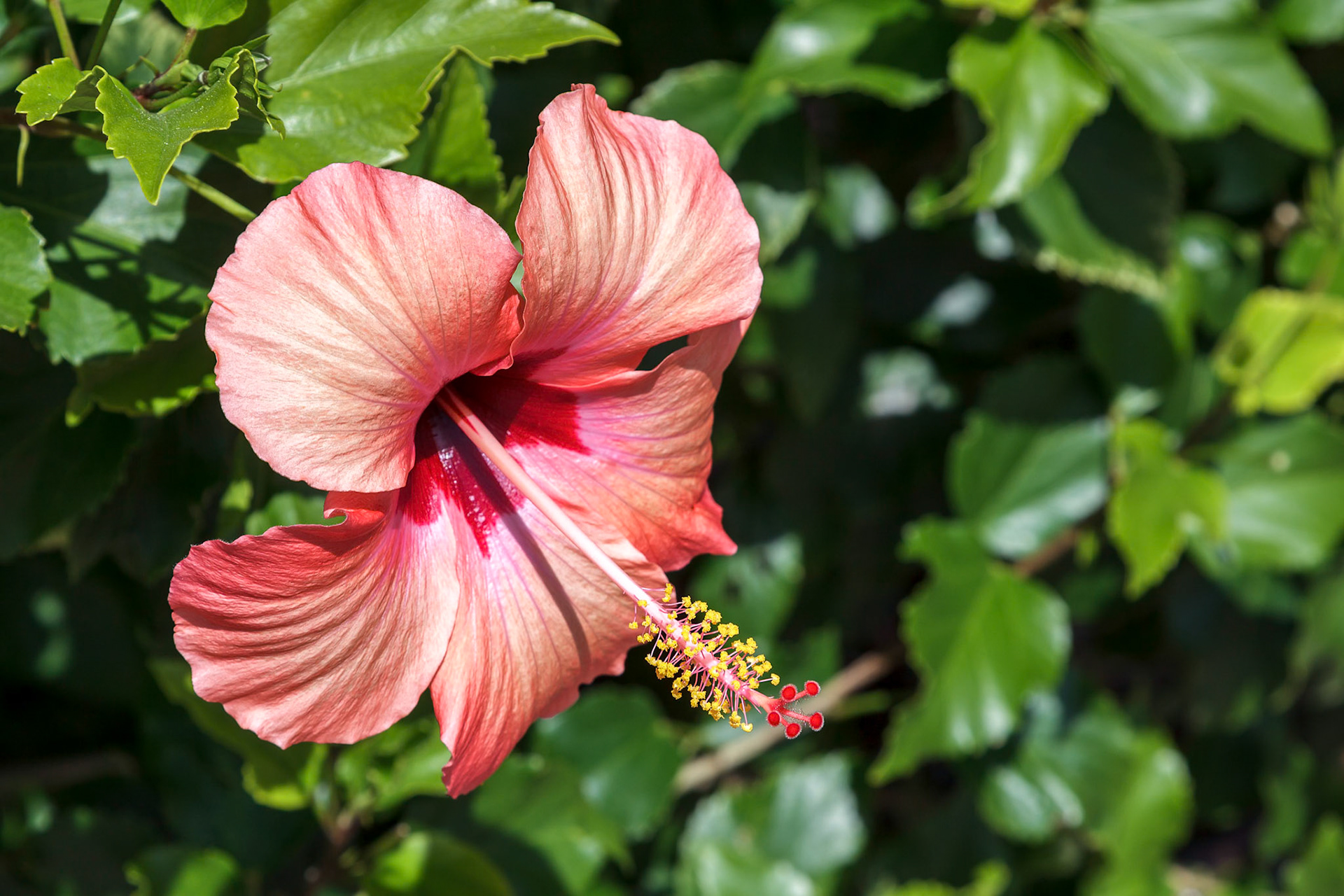 Hibiscus Flower