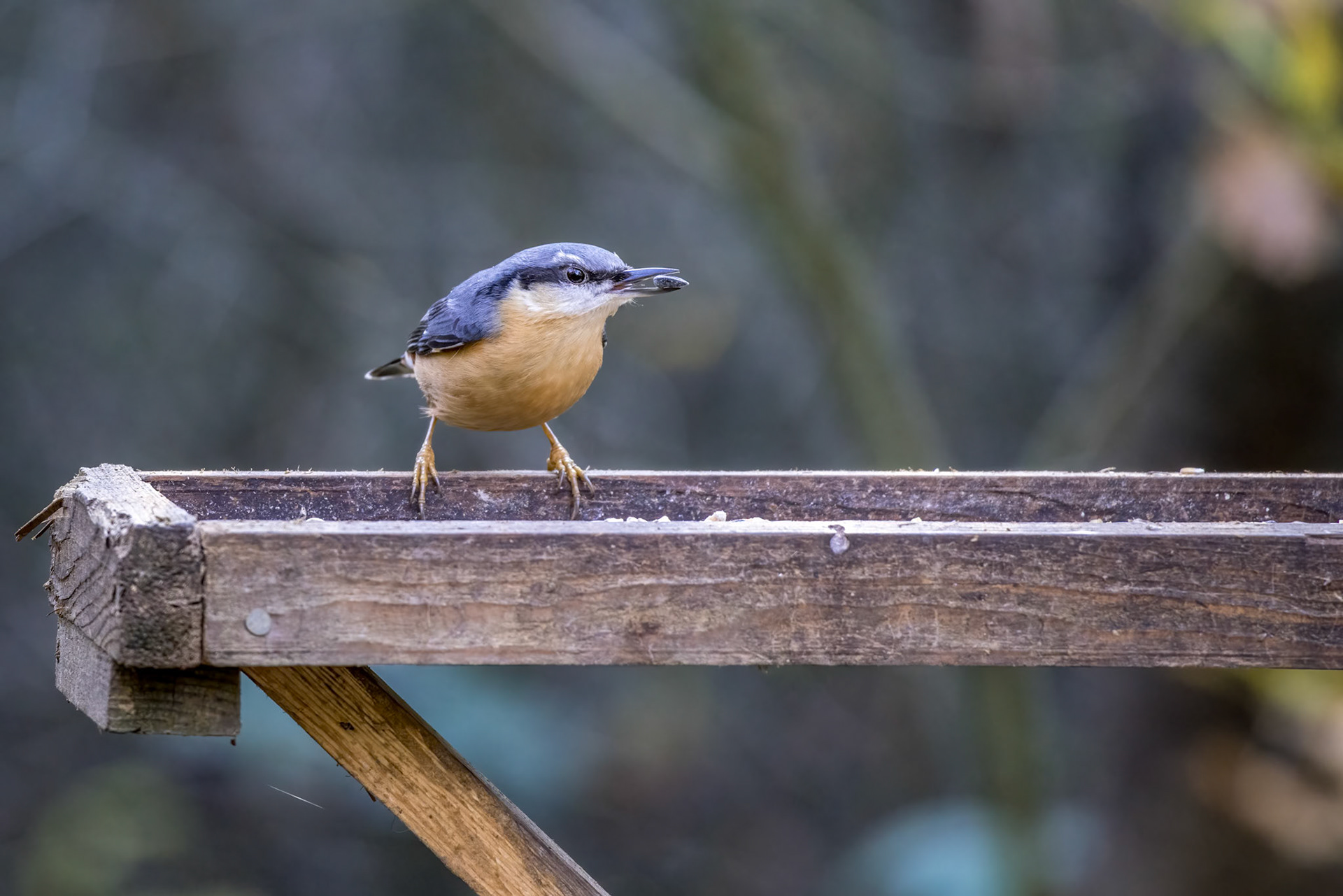 Nuthatch foraging for seed from a wooden bird table