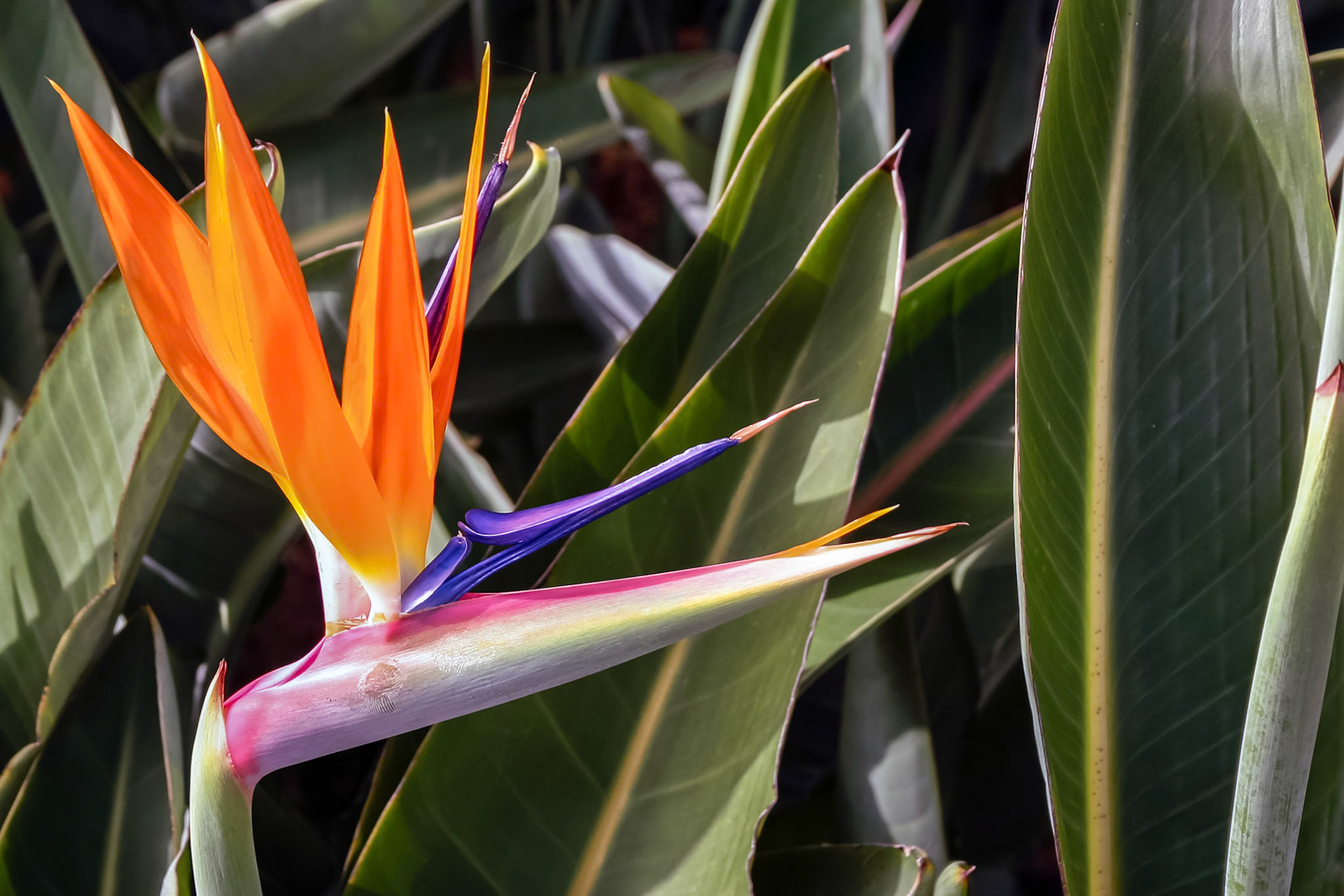 Bird of Paradise (Strelitzia) Flower from Madeira