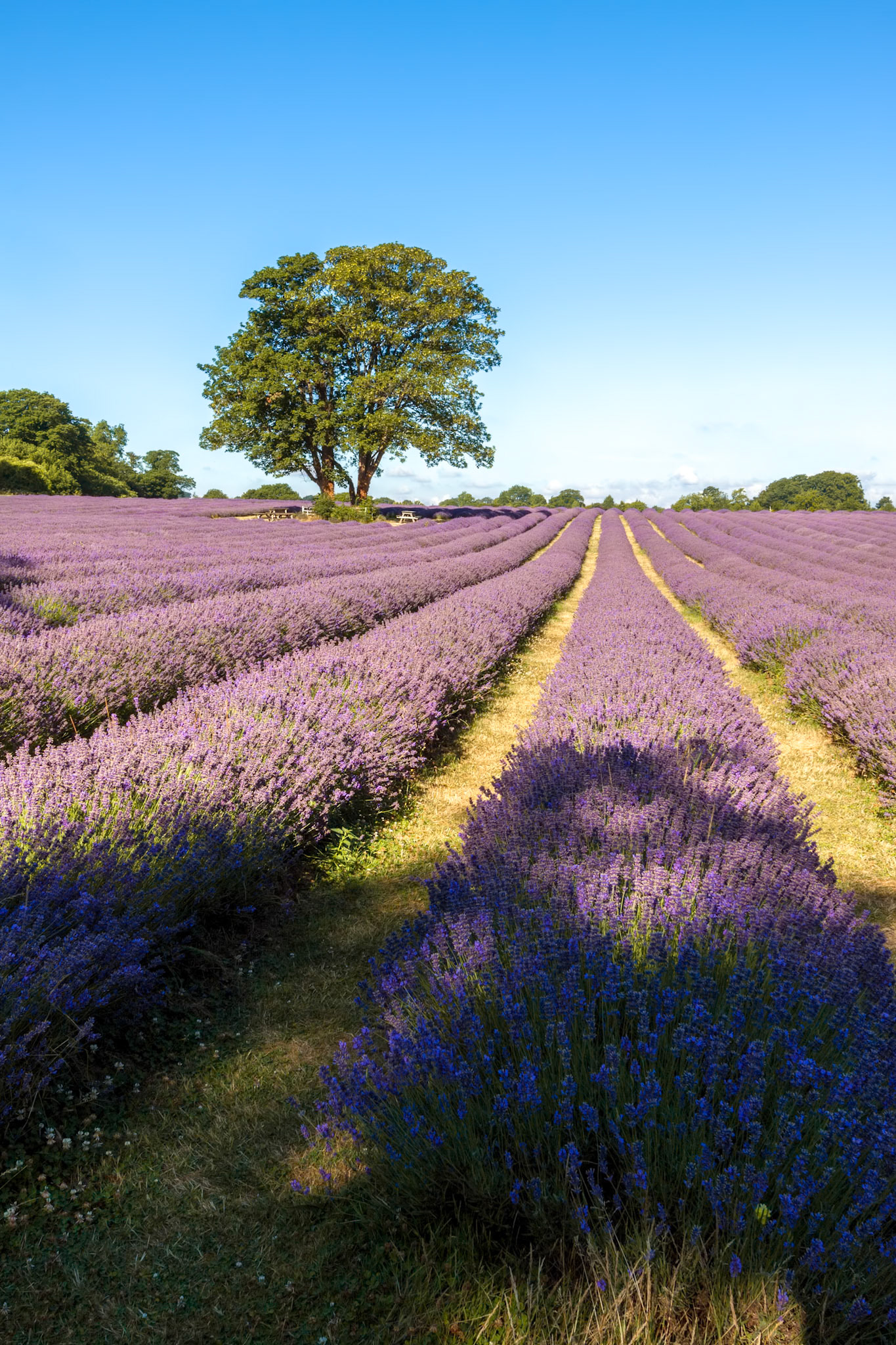 Lavender Field in Banstead Surrey