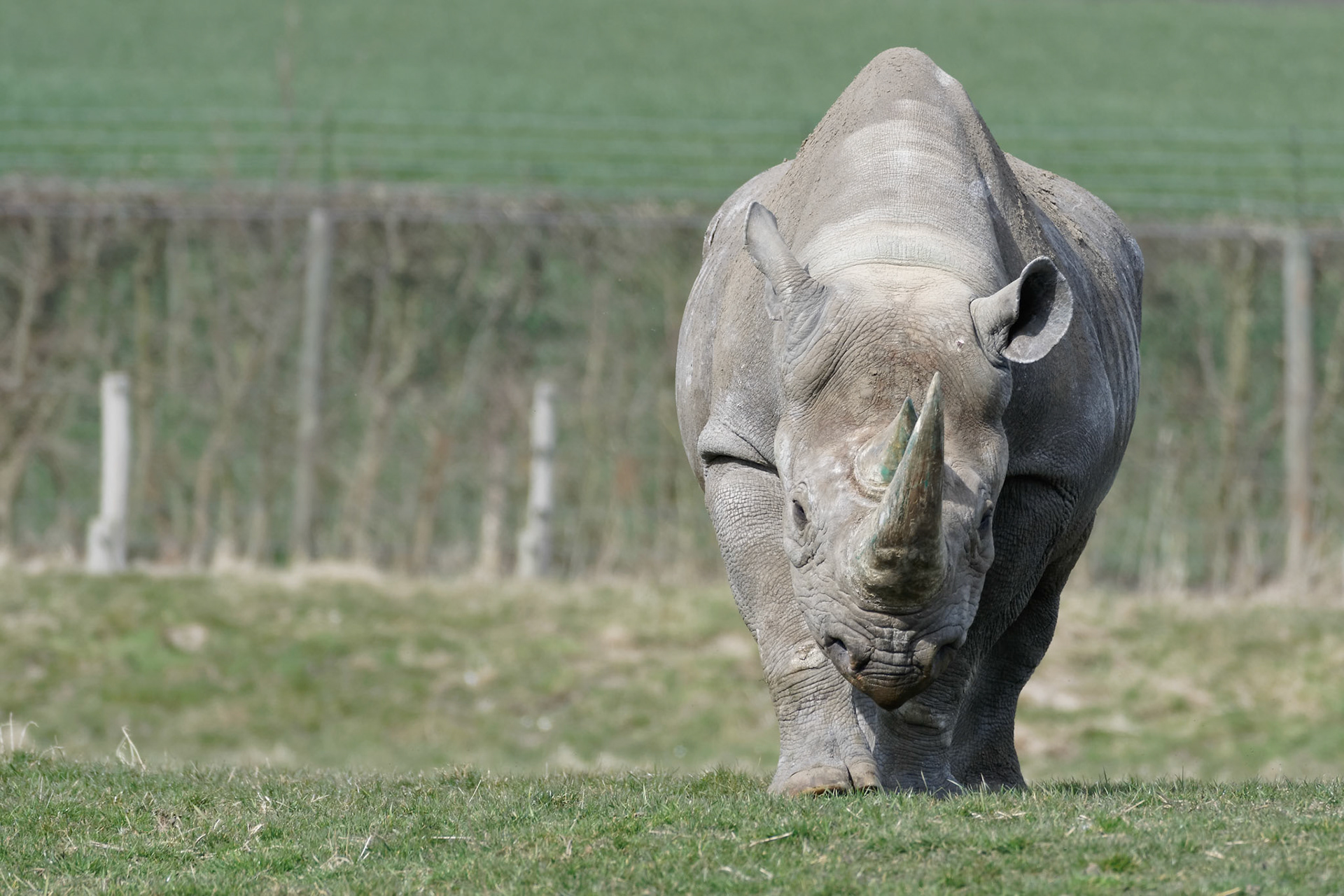 Black Rhinoceros or Hook-lipped Rhinoceros (Diceros bicornis)