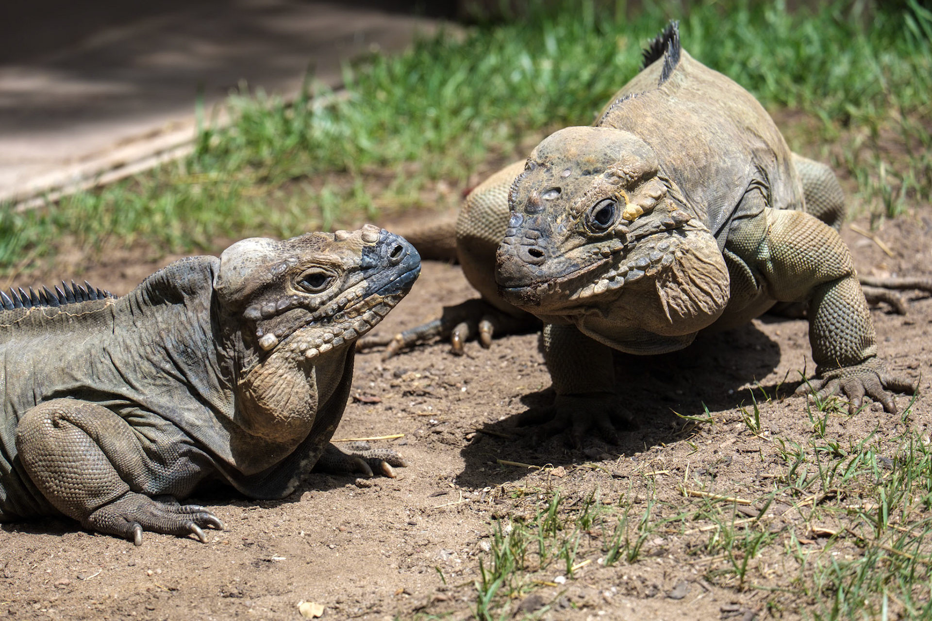 Rhinoceros Iguana (Cyclura cornuta) in the Bioparc Fuengirola
