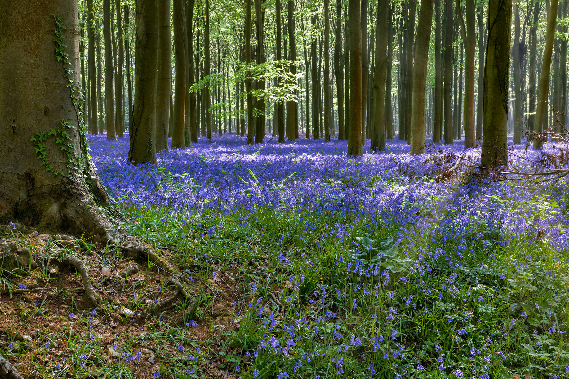 Bluebells in Wepham Woods