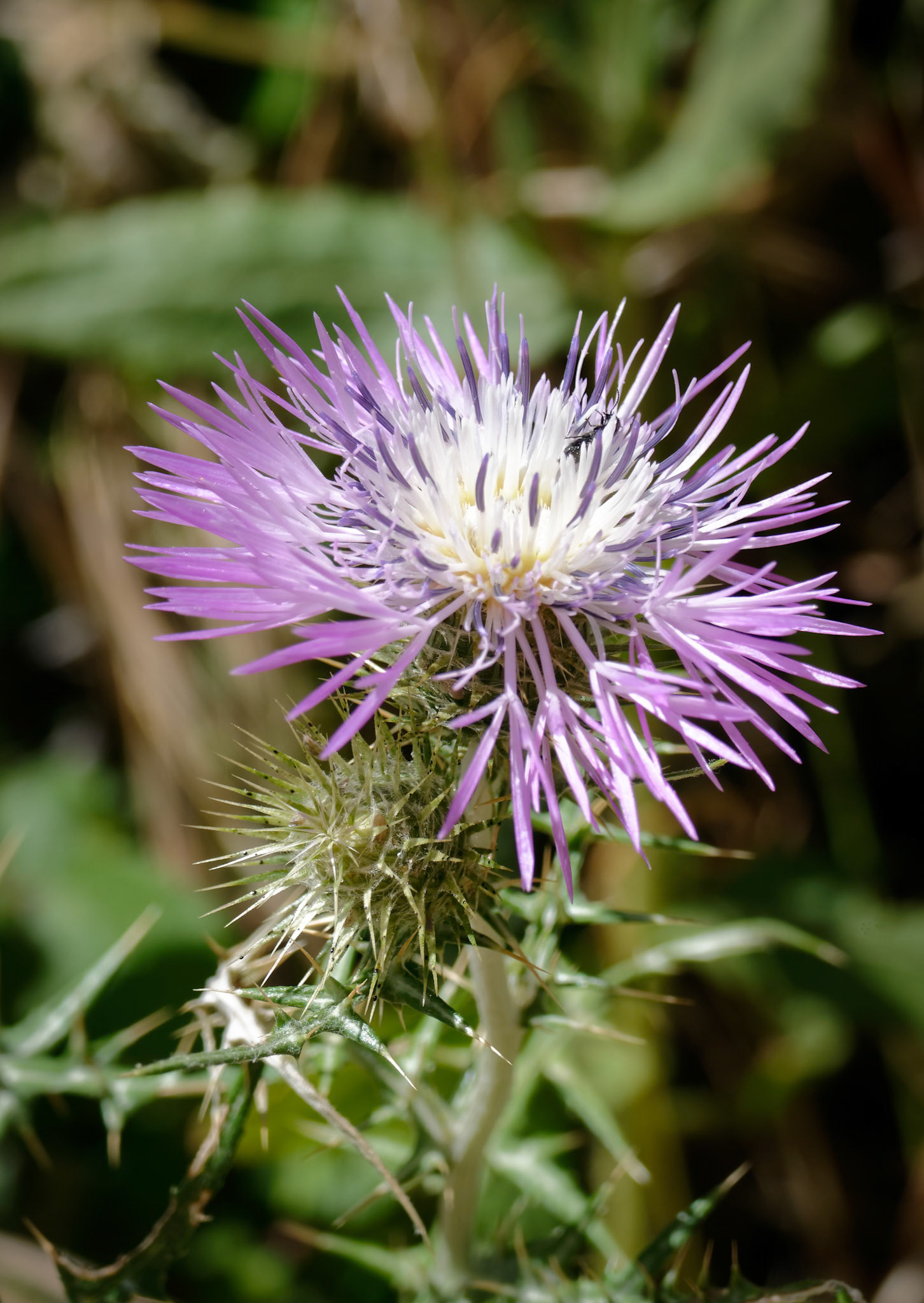 Thistle (Lamyropsis microcephala) in Sardinia