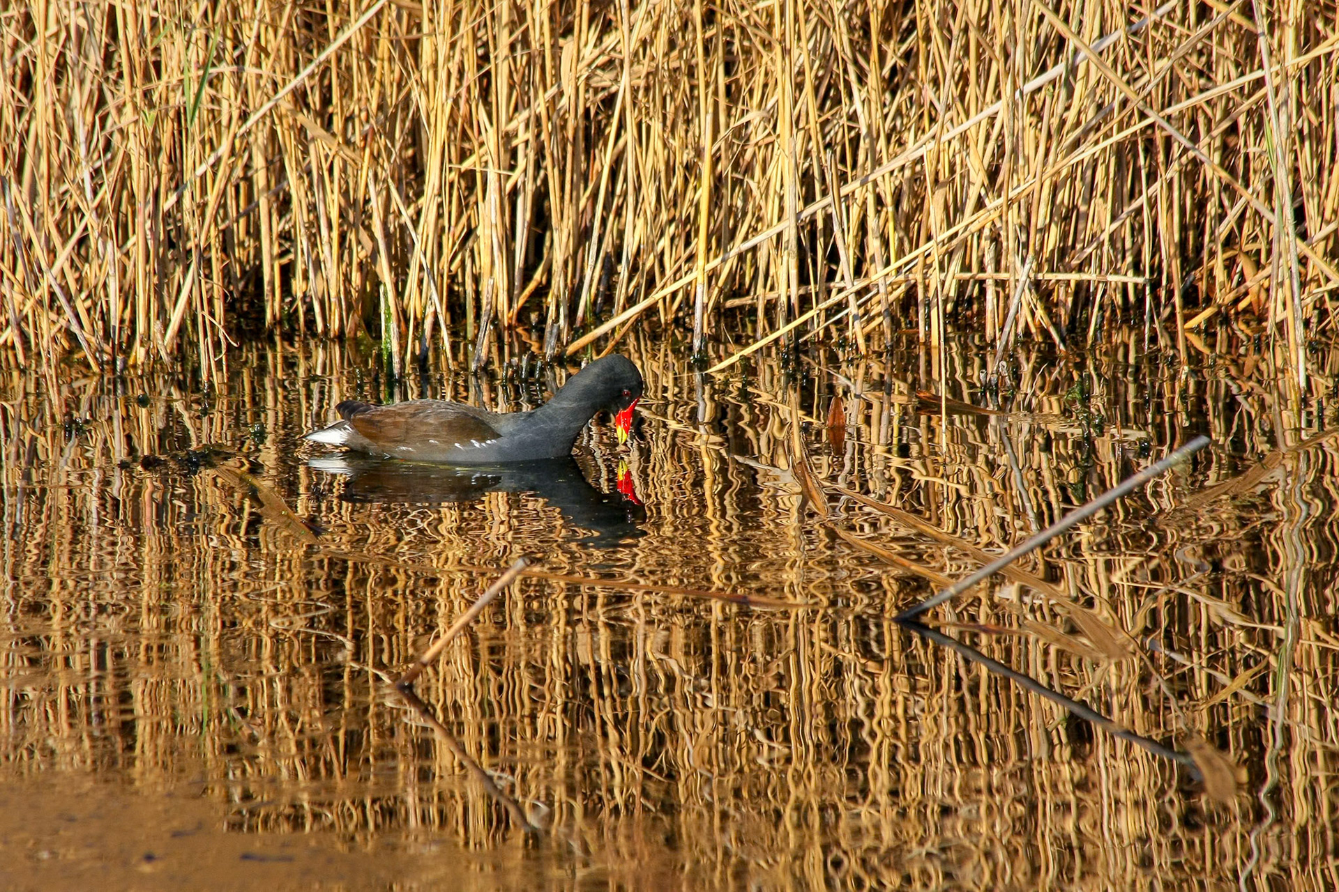 Moorhen bathed in golden light at Barnes Wetland Trust