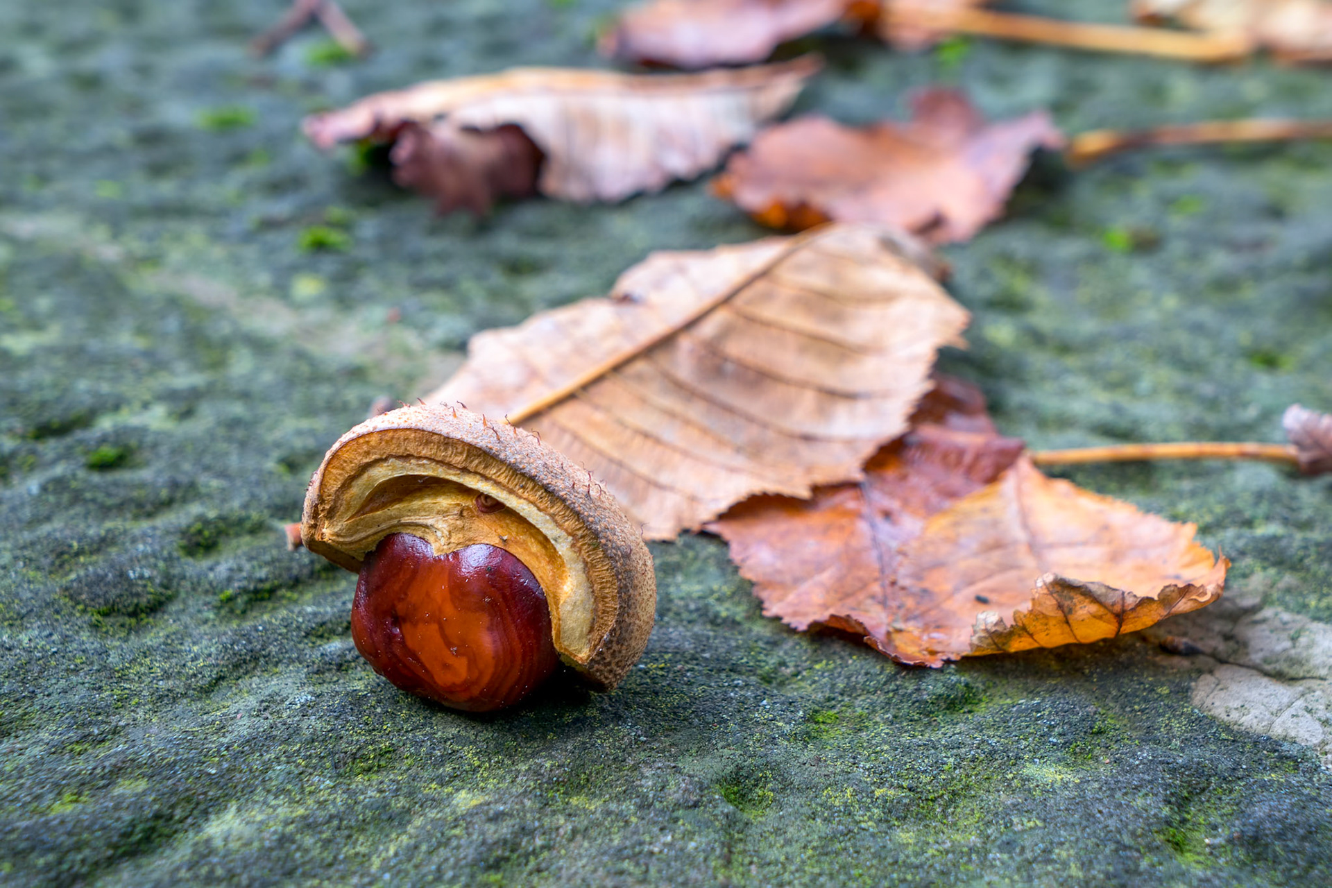 A Conker and Leaves on a Lichen Covered Wall